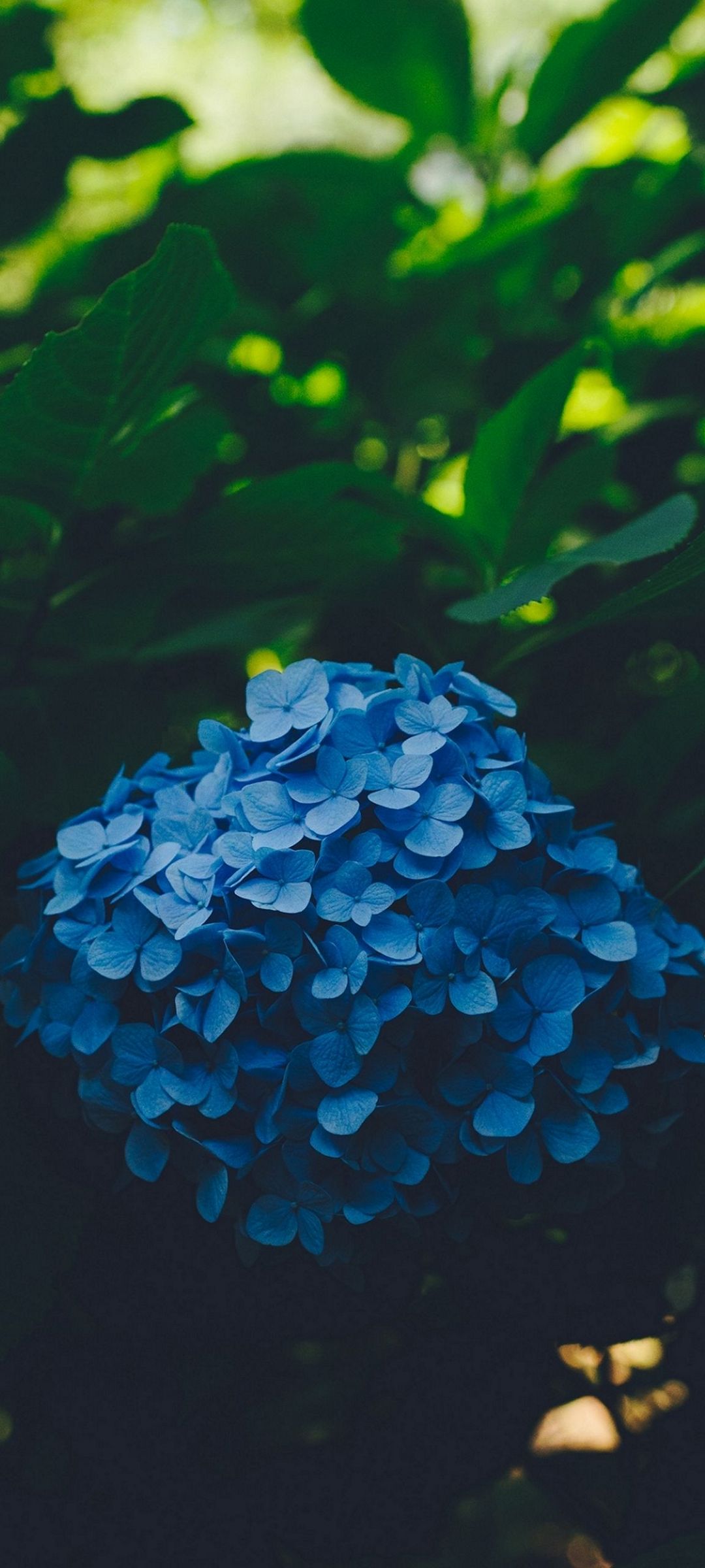 綺麗な青い紫陽花 Zenfone 7 Pro Androidスマホ壁紙 待ち受け スマラン