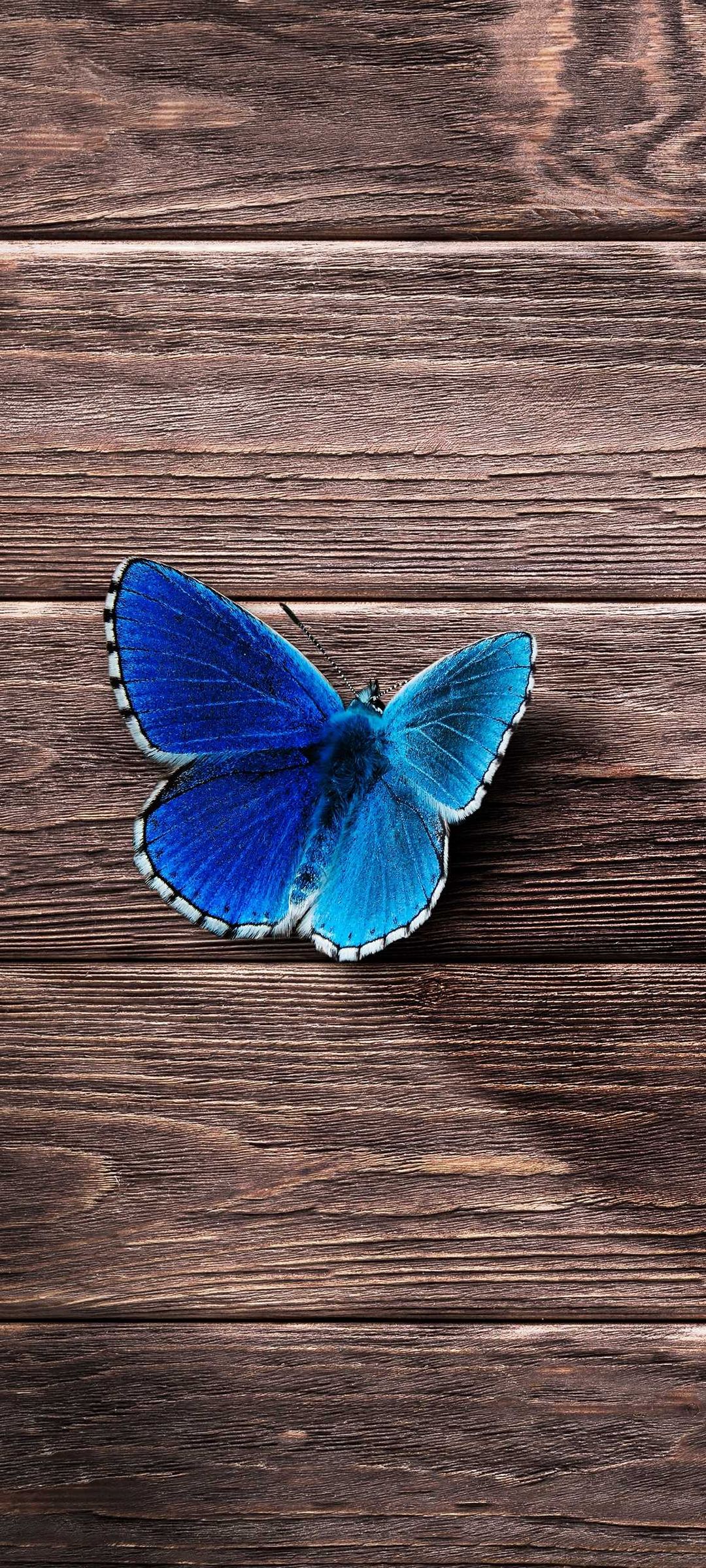木の板の上の綺麗な青い蝶 Zenfone 7 Pro 壁紙 待ち受け スマラン