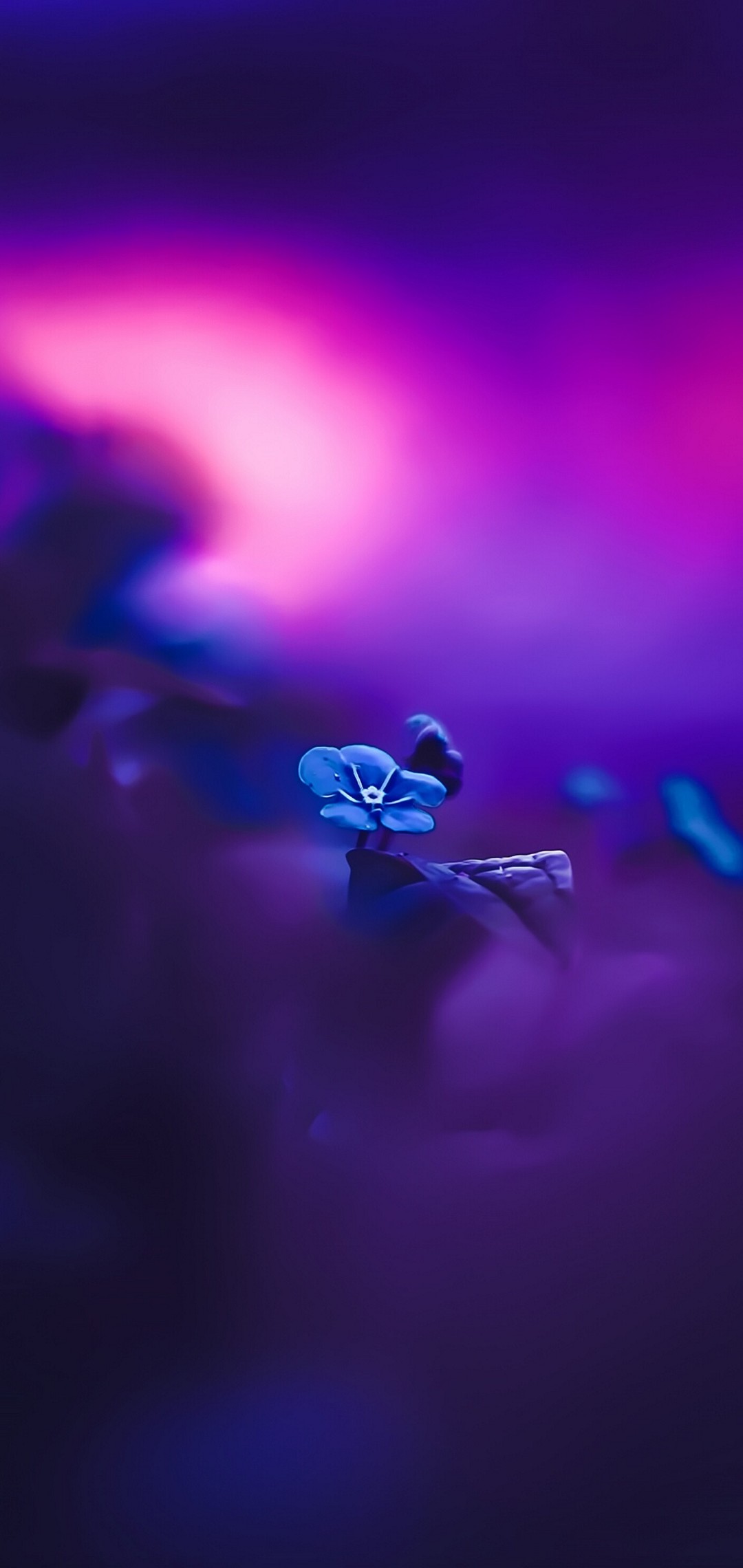 小さな青い花 紫の背景 Aquos Sense4 壁紙 待ち受け スマラン