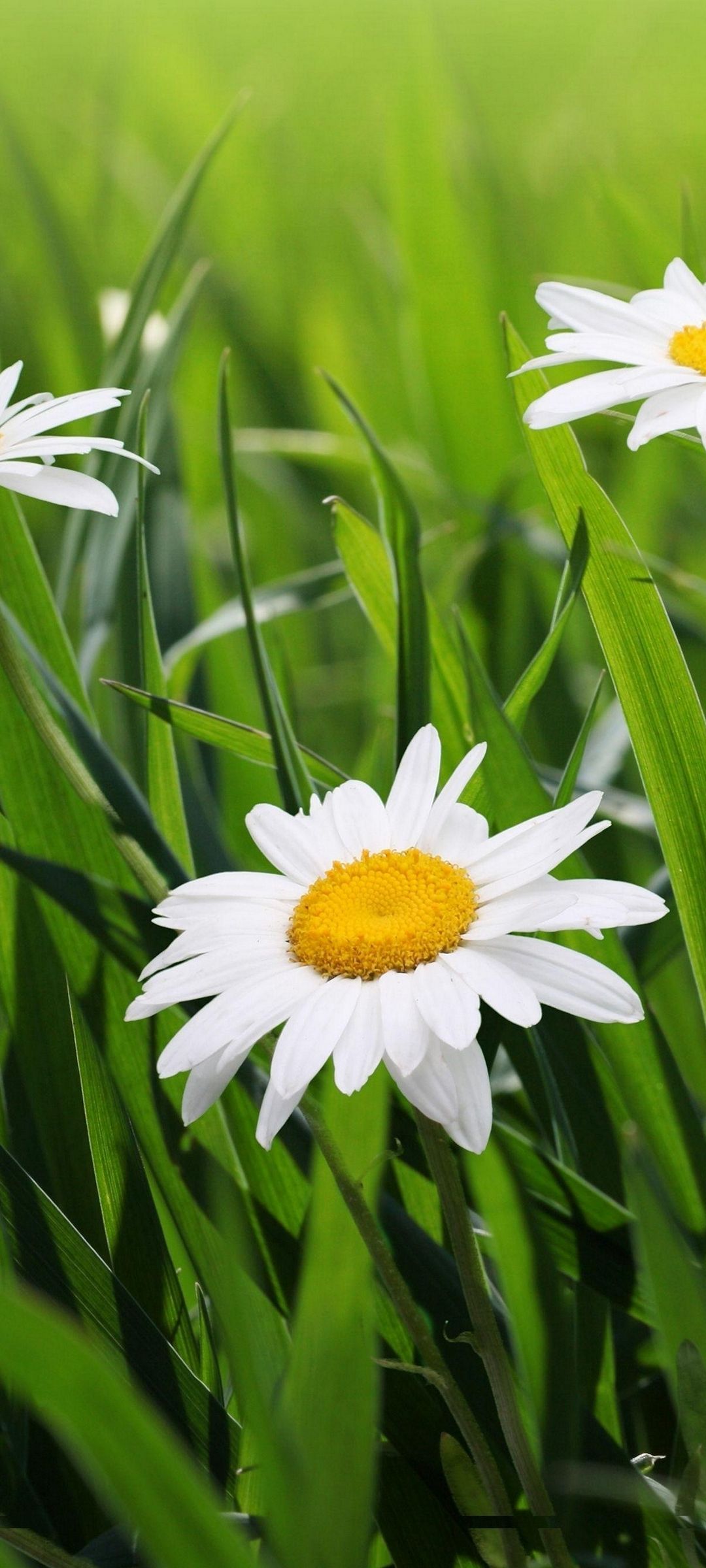 可愛い白い花 緑の草 Zenfone 7 Androidスマホ壁紙 待ち受け スマラン