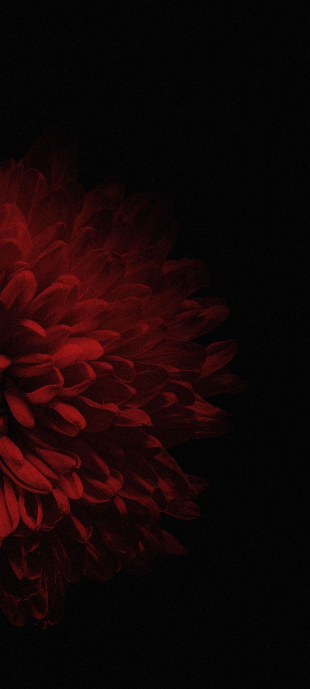 暗い赤の花 Redmi Note 10 Pro Androidスマホ壁紙 待ち受け スマラン
