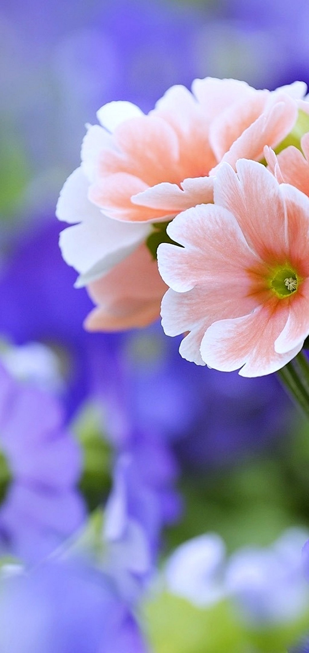 可愛い淡いピンクの花 Oppo R15 Pro Androidスマホ壁紙 待ち受け スマラン