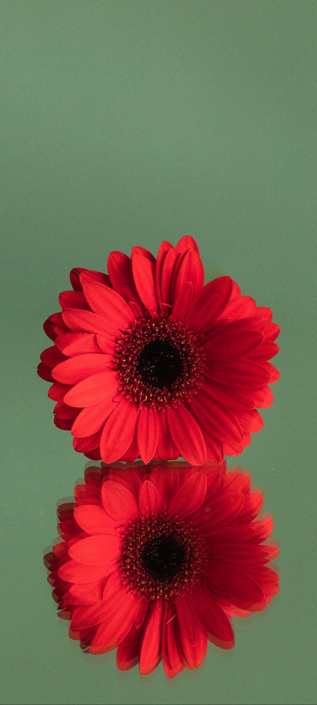 鏡面する赤い花 Redmi Note 10 Pro Androidスマホ壁紙 待ち受け スマラン