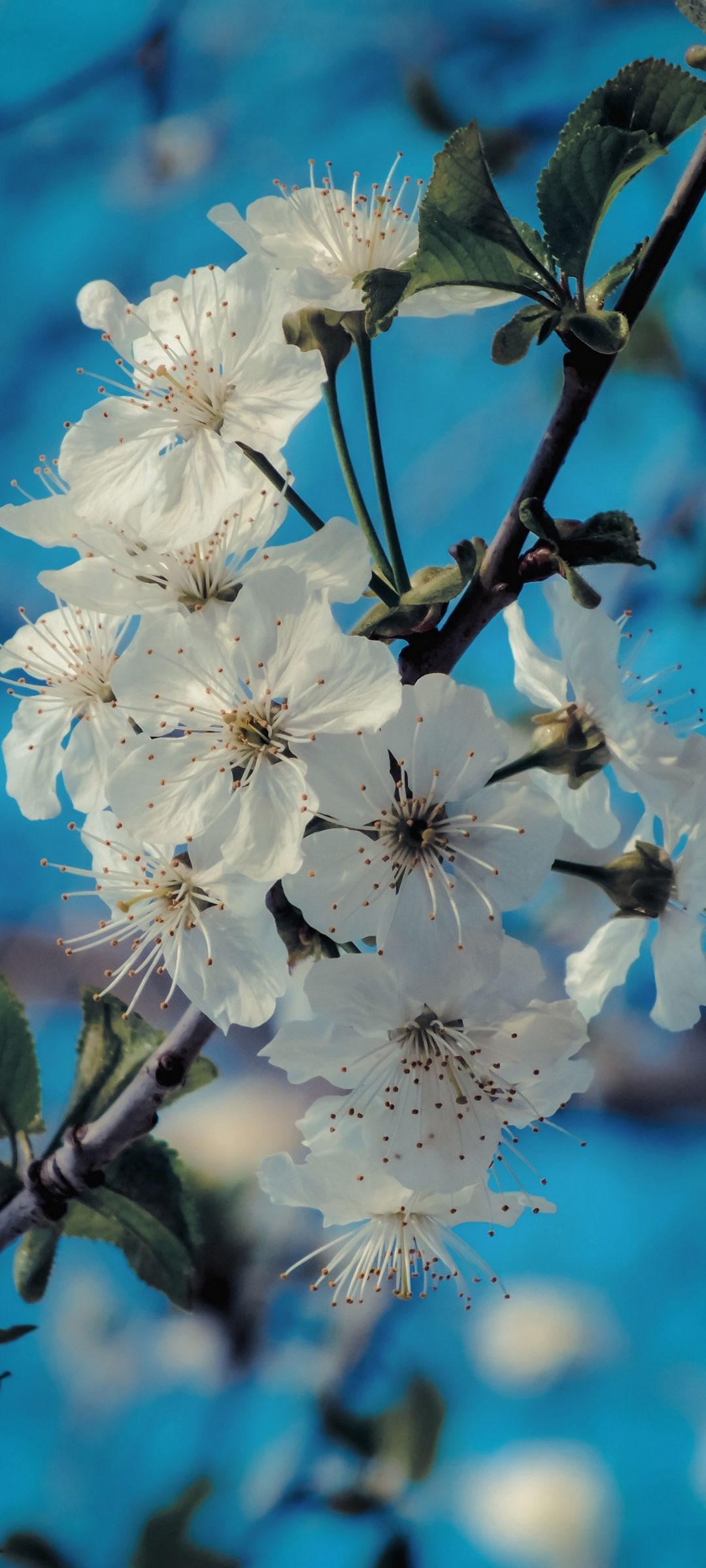 綺麗な白い桜の花 Zenfone 7 Pro Androidスマホ壁紙 待ち受け スマラン