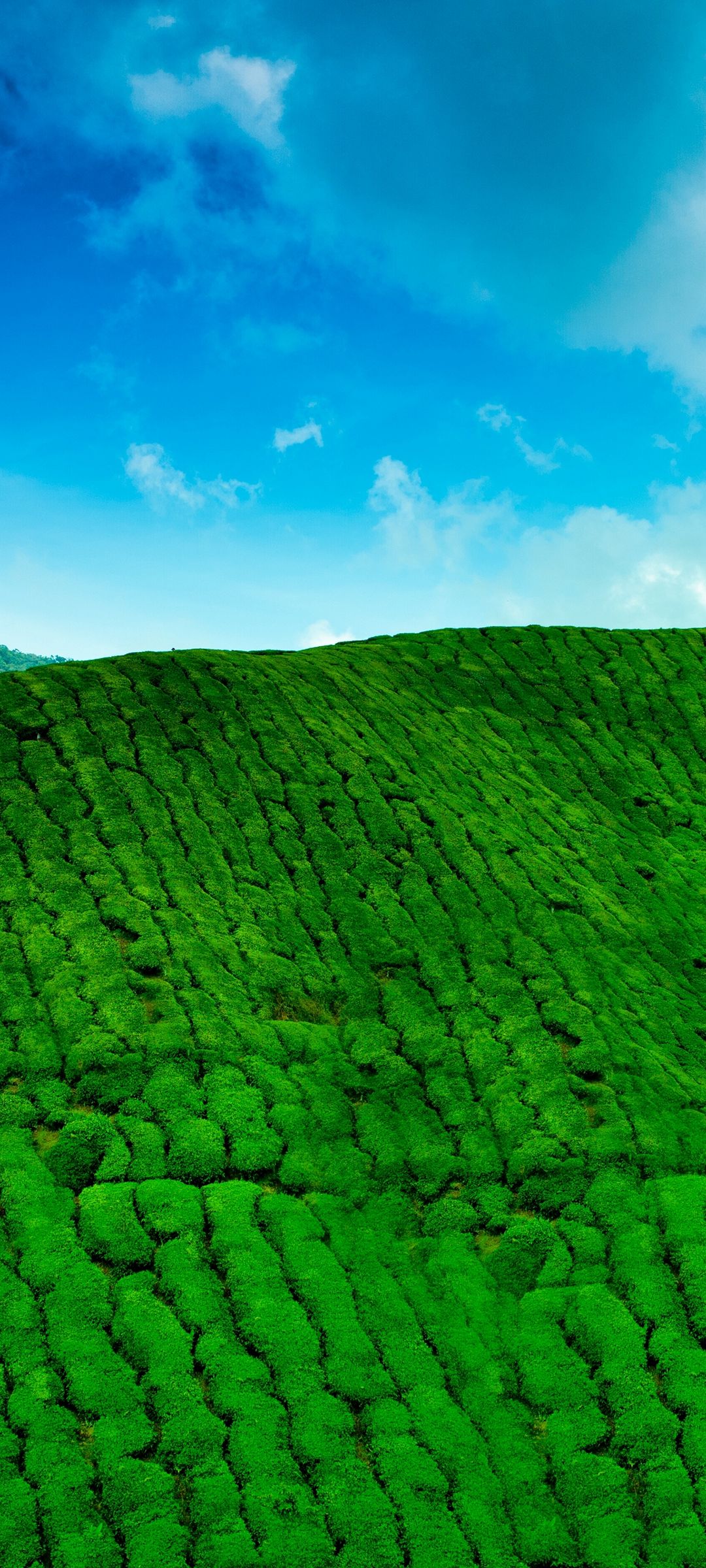 青い空 緑の草が生える大地 Oppo Reno3 5g Androidスマホ壁紙 待ち受け スマラン