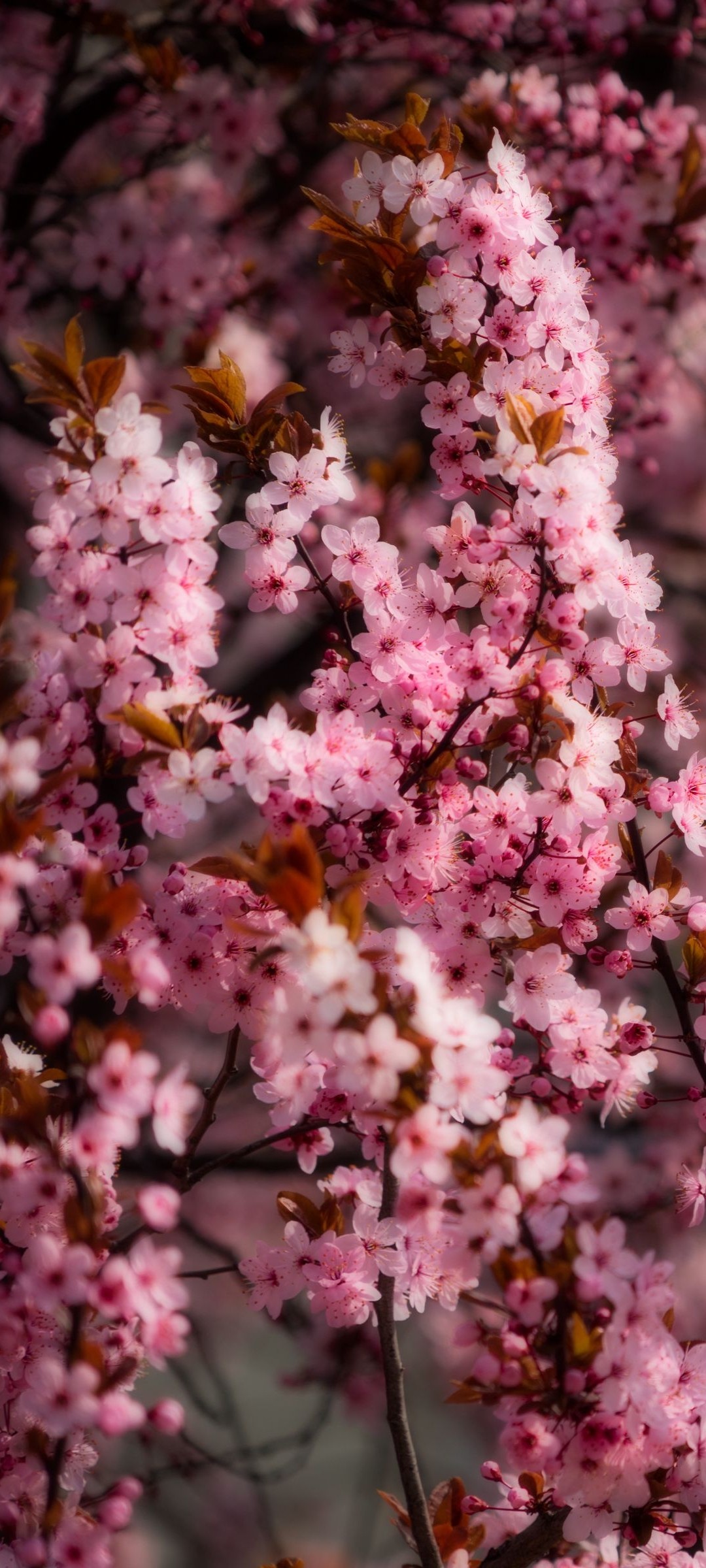 綺麗なピンクの桜の花 Zenfone 7 Pro Androidスマホ壁紙 待ち受け スマラン