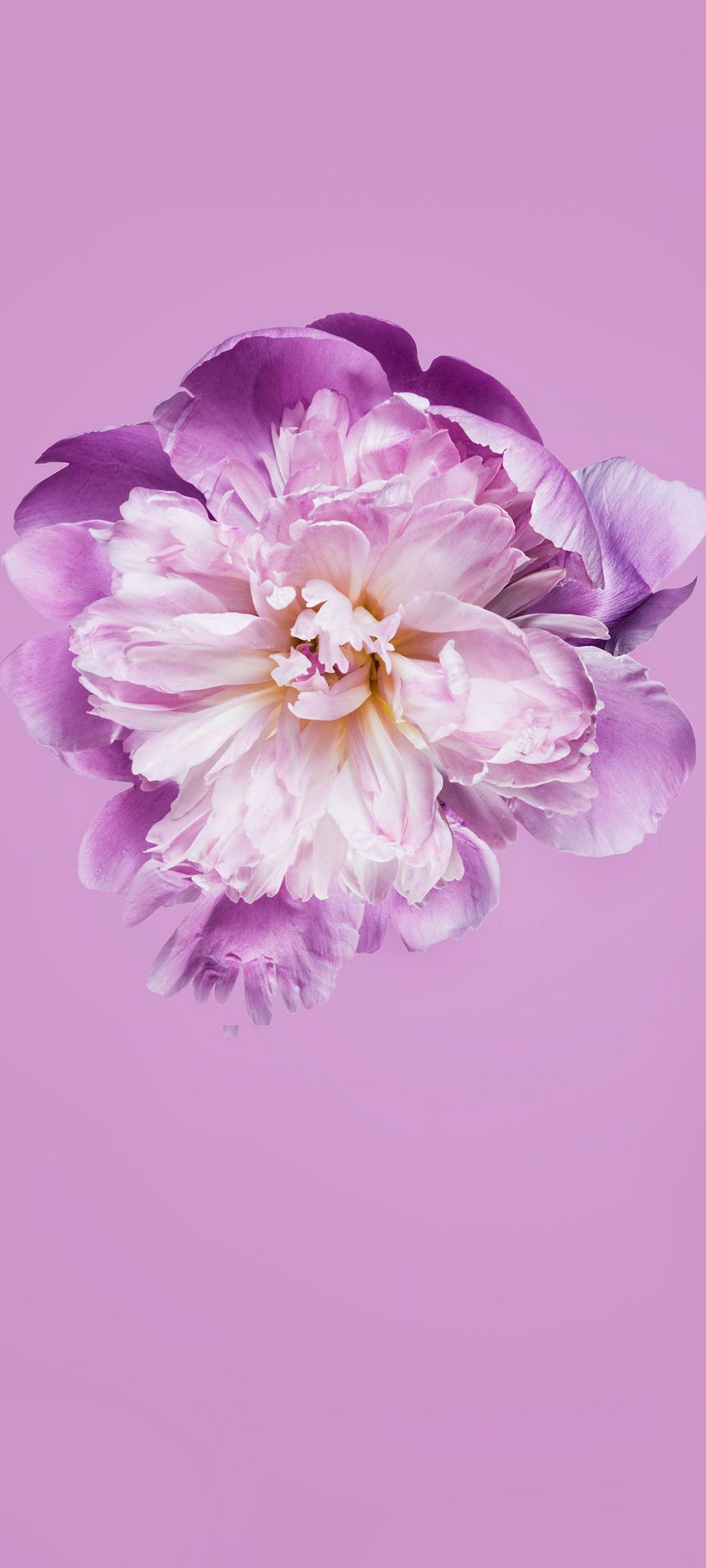 可愛い桜の花 クローズアップ Redmi Note 9s Androidスマホ壁紙 待ち受け スマラン