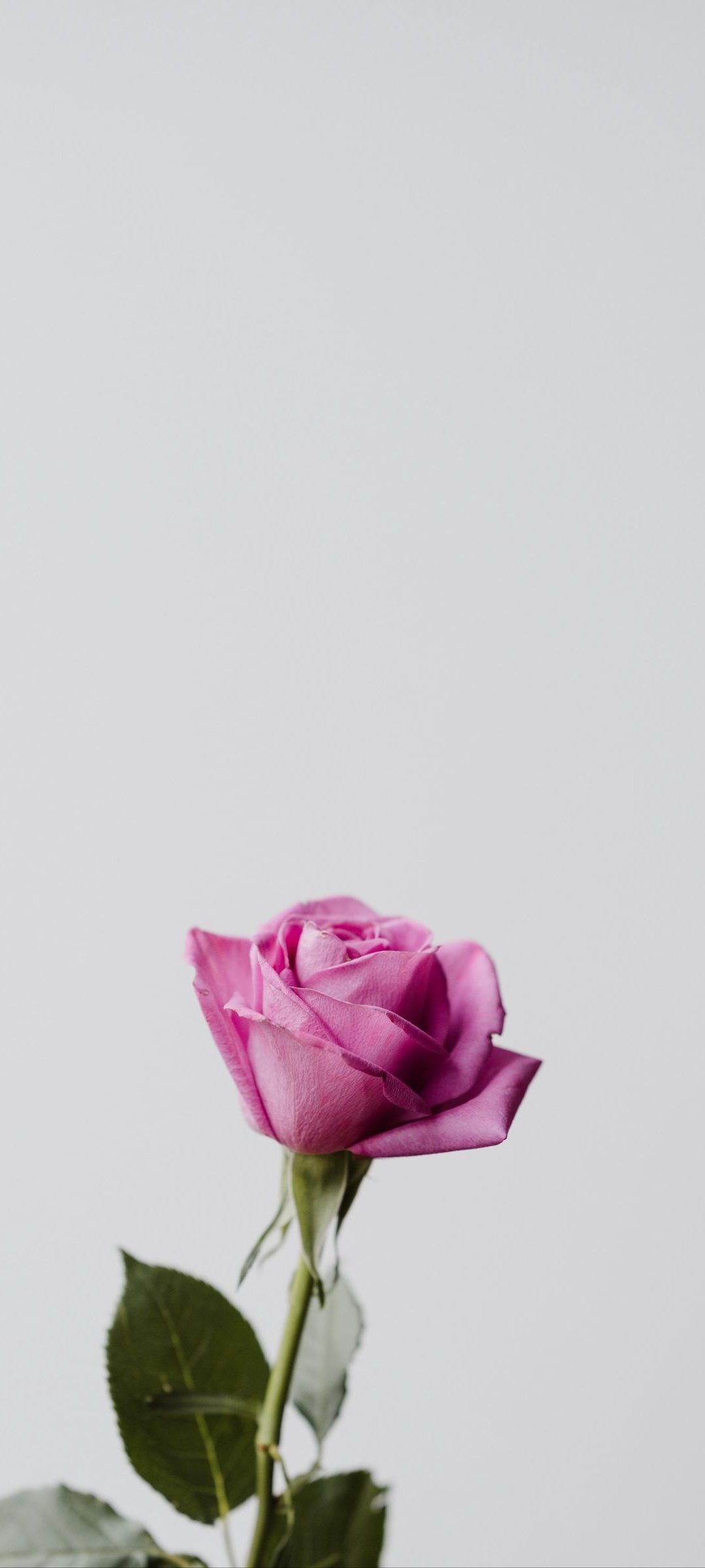 一輪の綺麗なピンクの薔薇 Oppo Reno3 A Androidスマホ壁紙 待ち受け スマラン