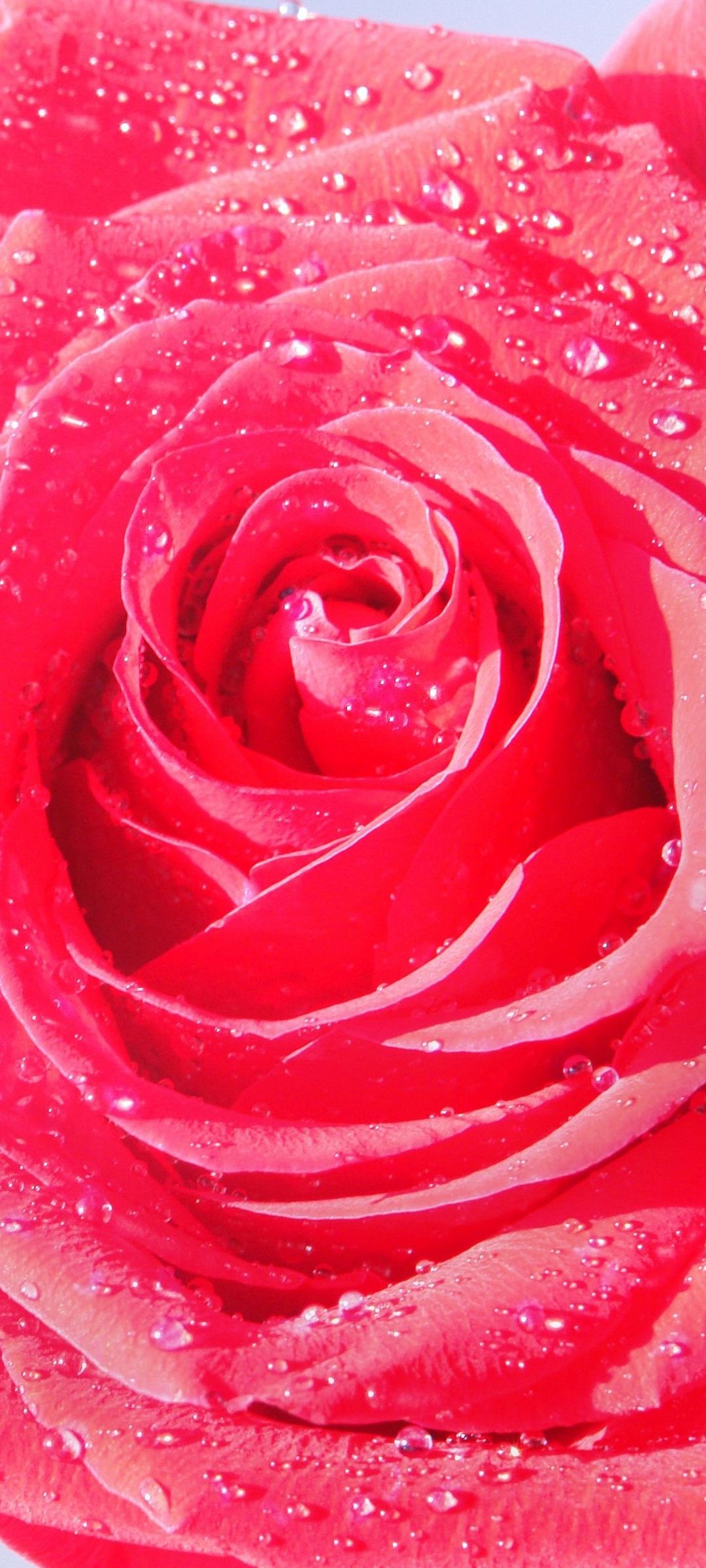 水滴 赤い薔薇 クローズアップ Galaxy S21 5g Androidスマホ壁紙 待ち受け スマラン