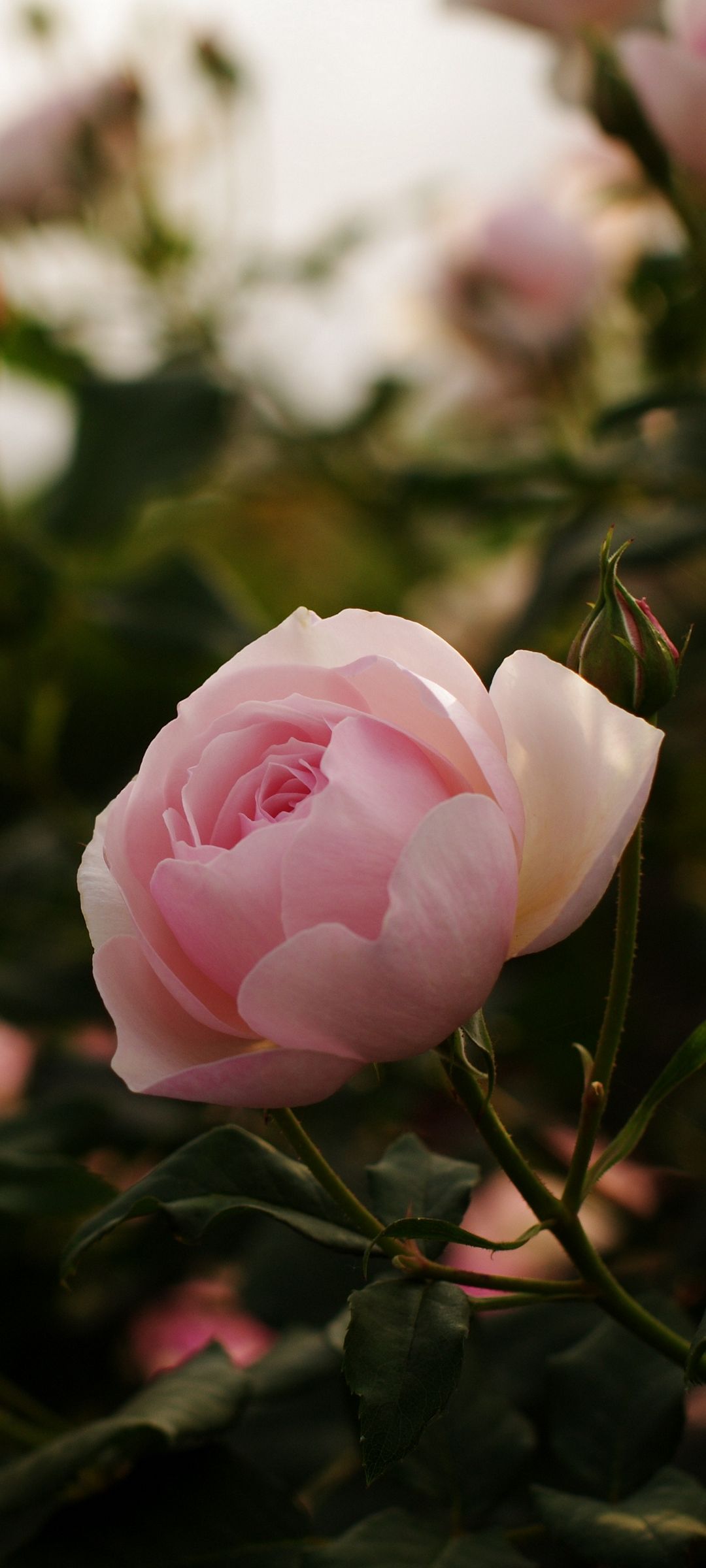 綺麗な薄いピンクの花 Zenfone 7 壁紙 待ち受け スマラン