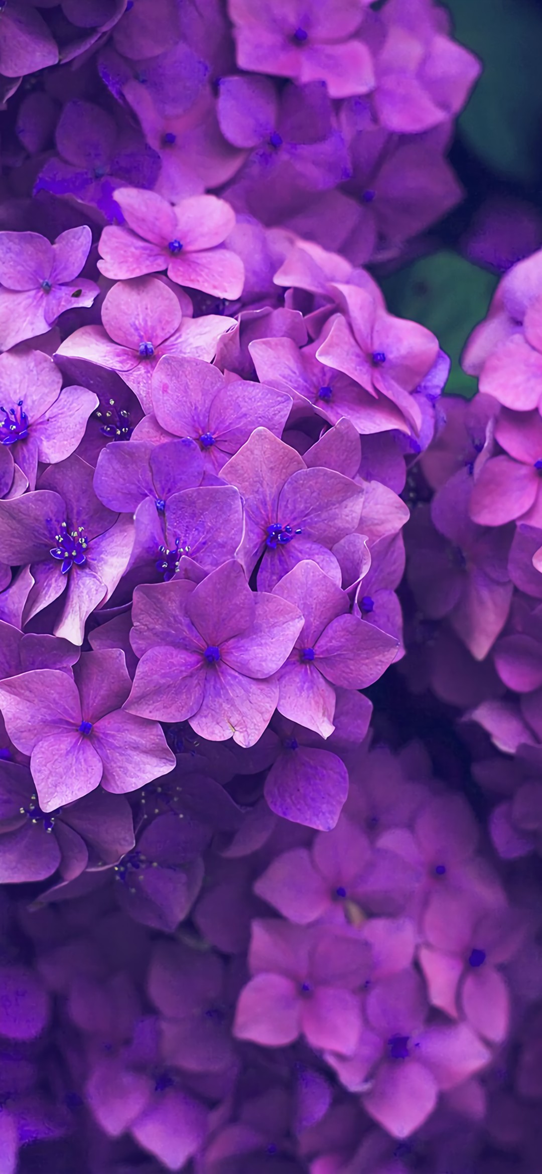 綺麗な紫の紫陽花 Galaxy A30 Android スマホ壁紙 待ち受け スマラン