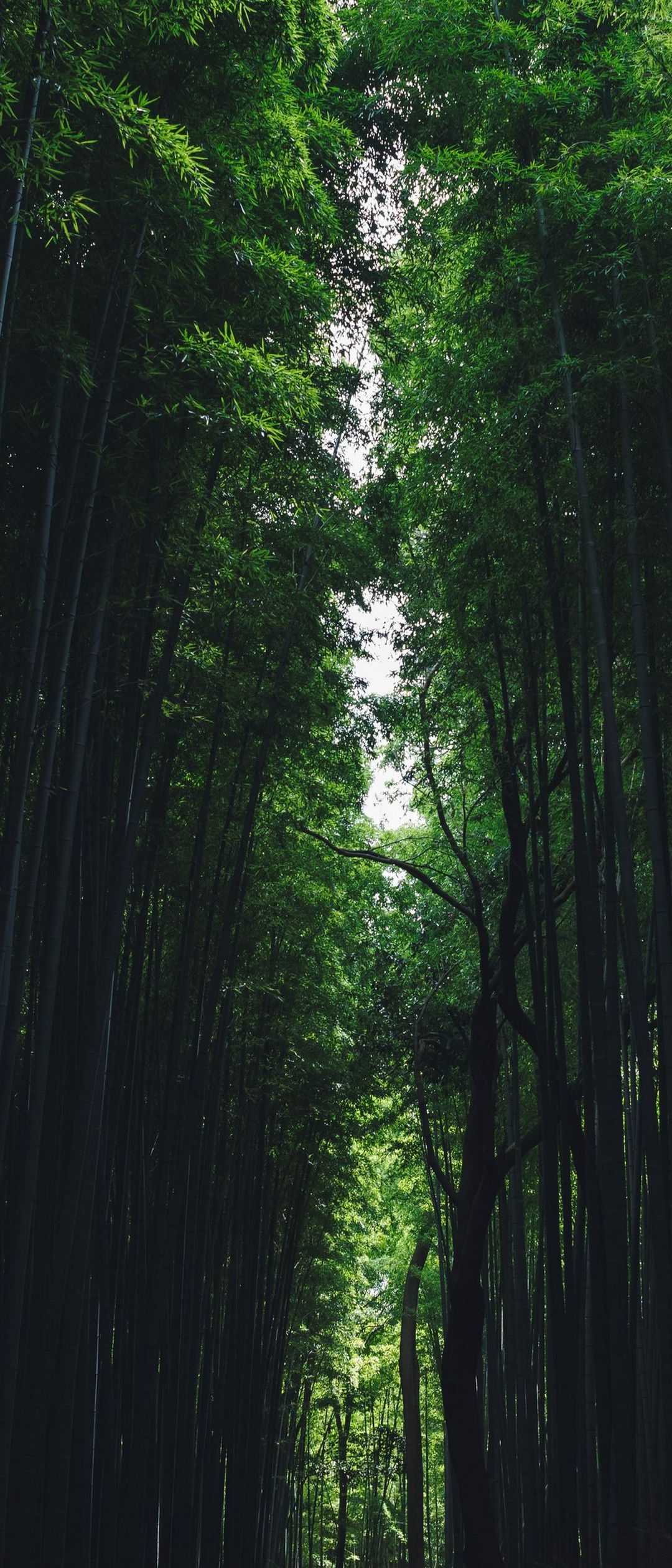 綺麗な竹林の森 Xperia 10 Ii Androidスマホ壁紙 待ち受け スマラン