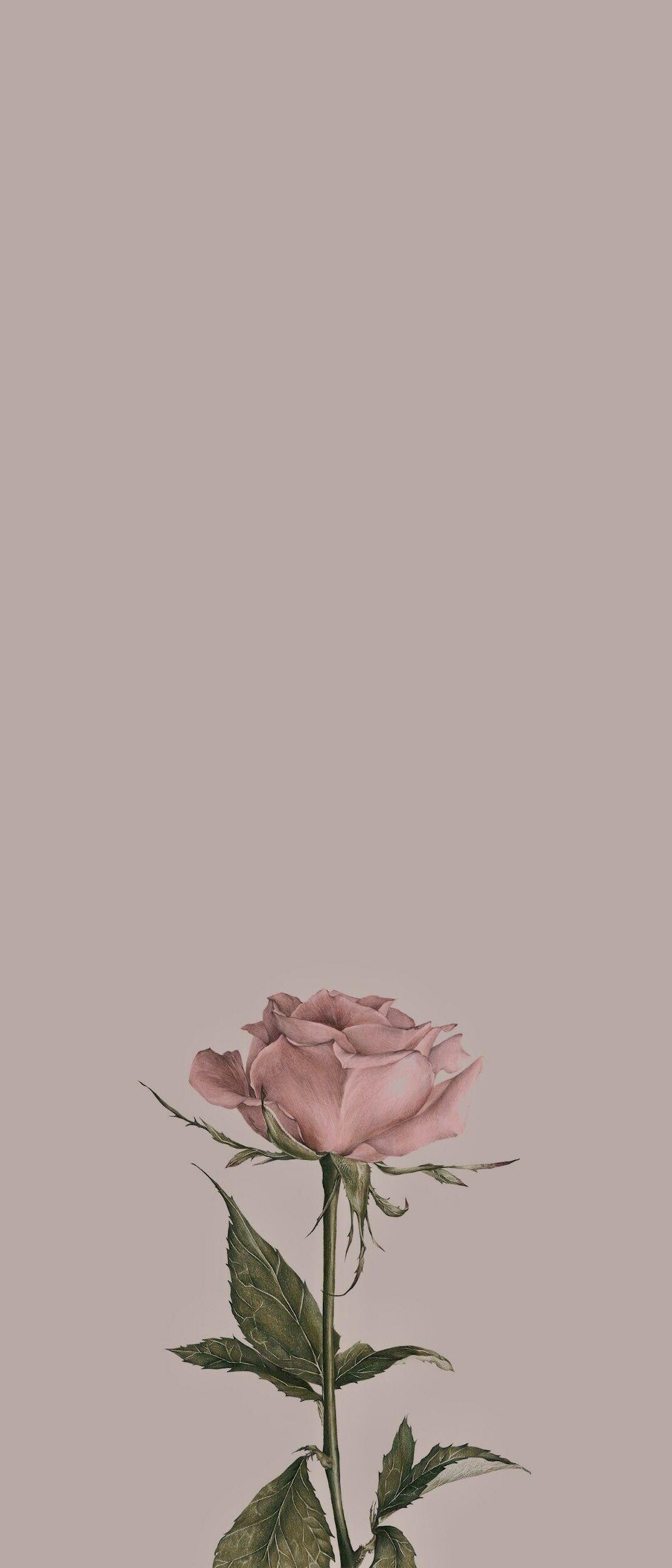 綺麗なピンクの薔薇 Xperia 10 Ii 壁紙 待ち受け スマラン