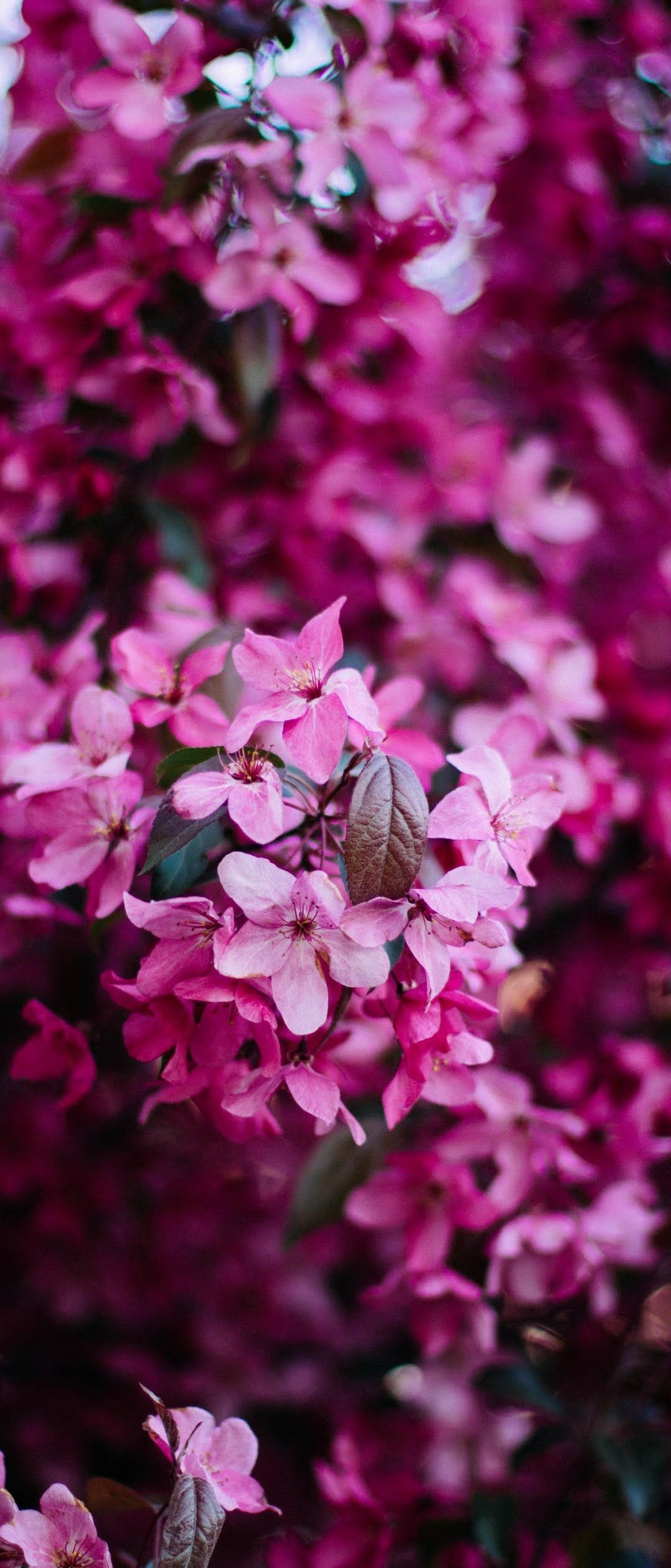 可愛いピンクの小さい花 Xperia 8 壁紙 待ち受け スマラン