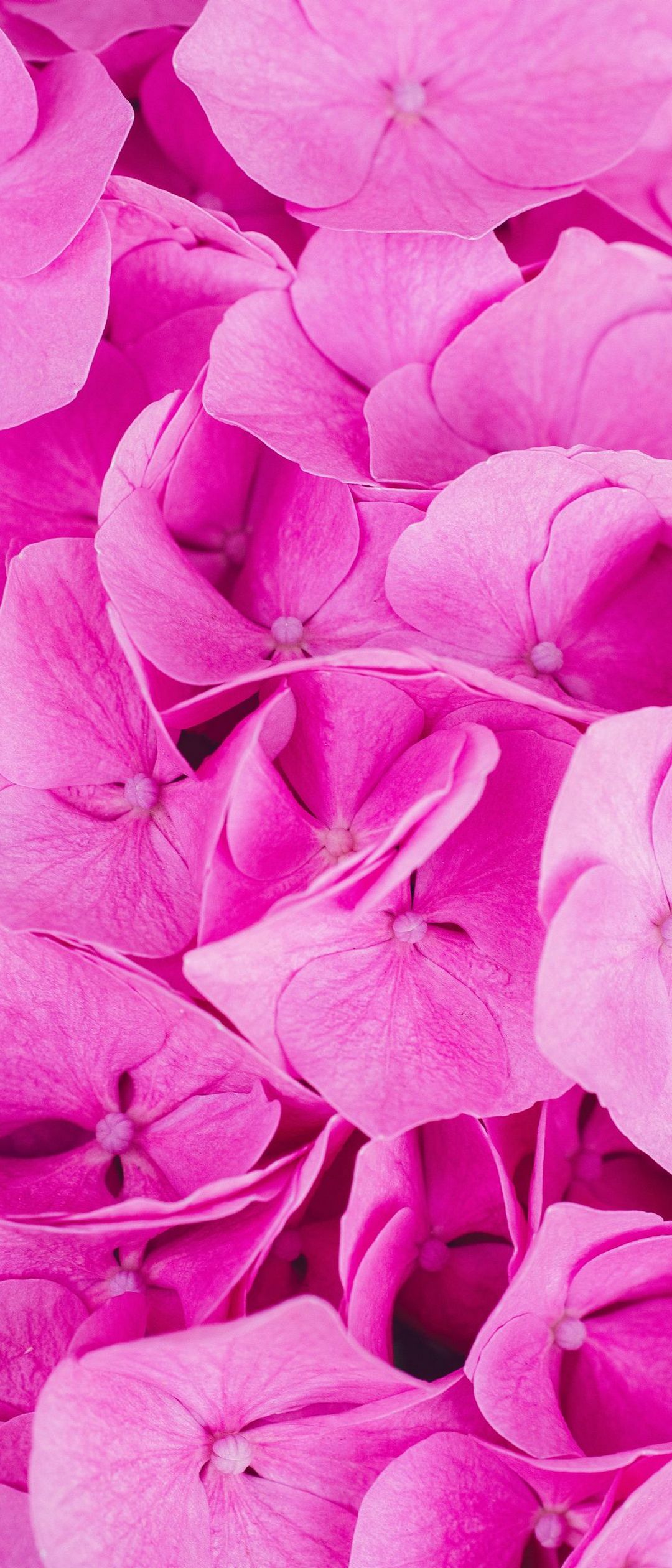 画面いっぱいのピンクの花 Moto G100 Androidスマホ壁紙 待ち受け スマラン