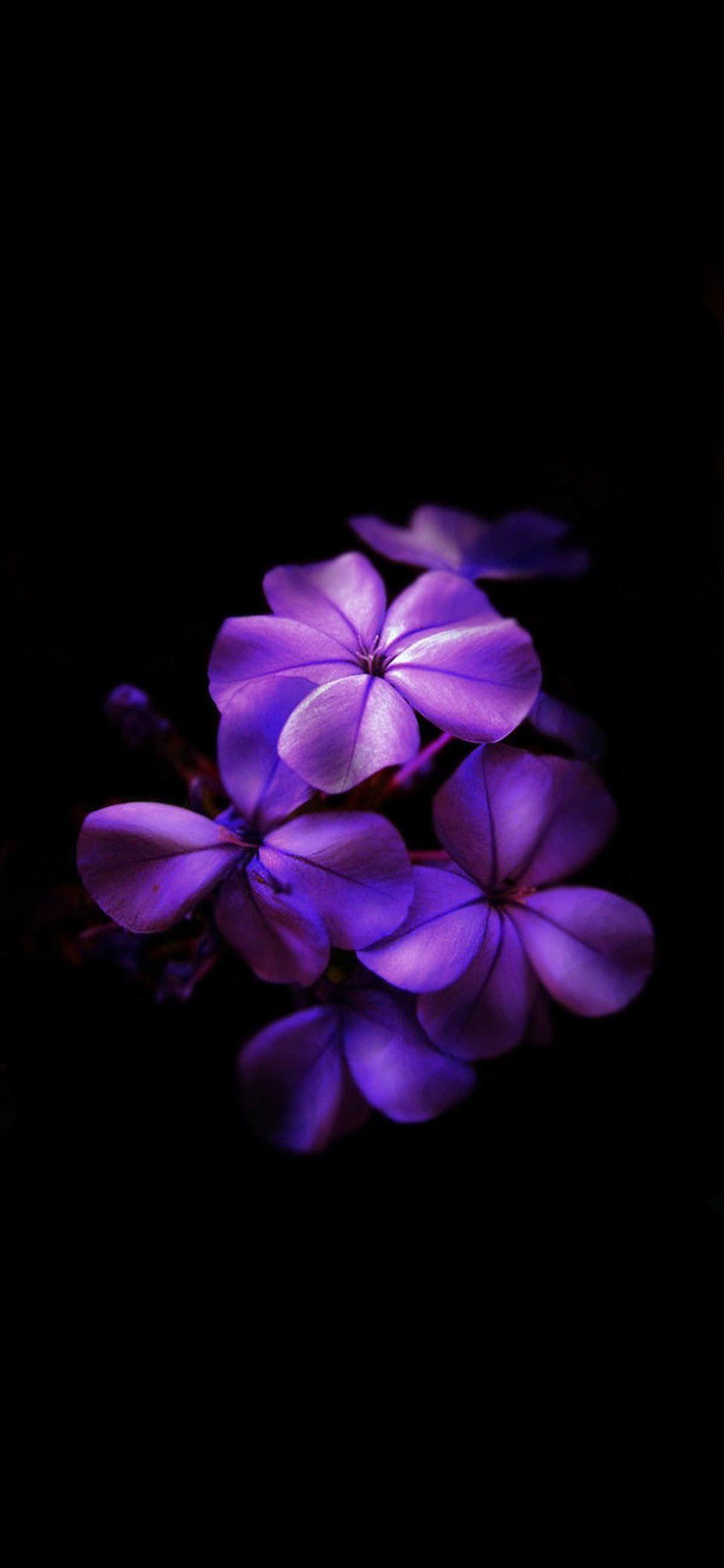 綺麗な紫のグラデーションの花 Iphone 12 Mini スマホ壁紙 待ち受け スマラン