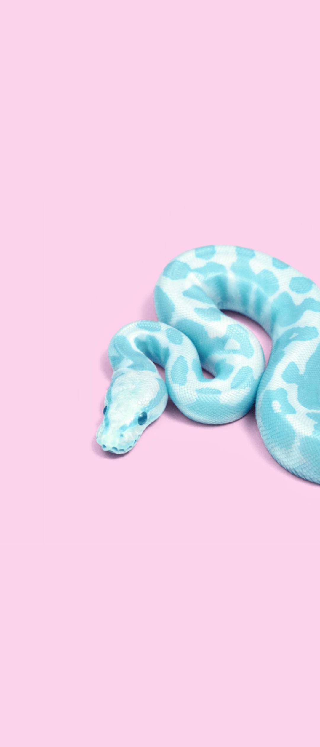 水色の蛇 ピンクの背景 Xperia 5 Ii 壁紙 待ち受け スマラン
