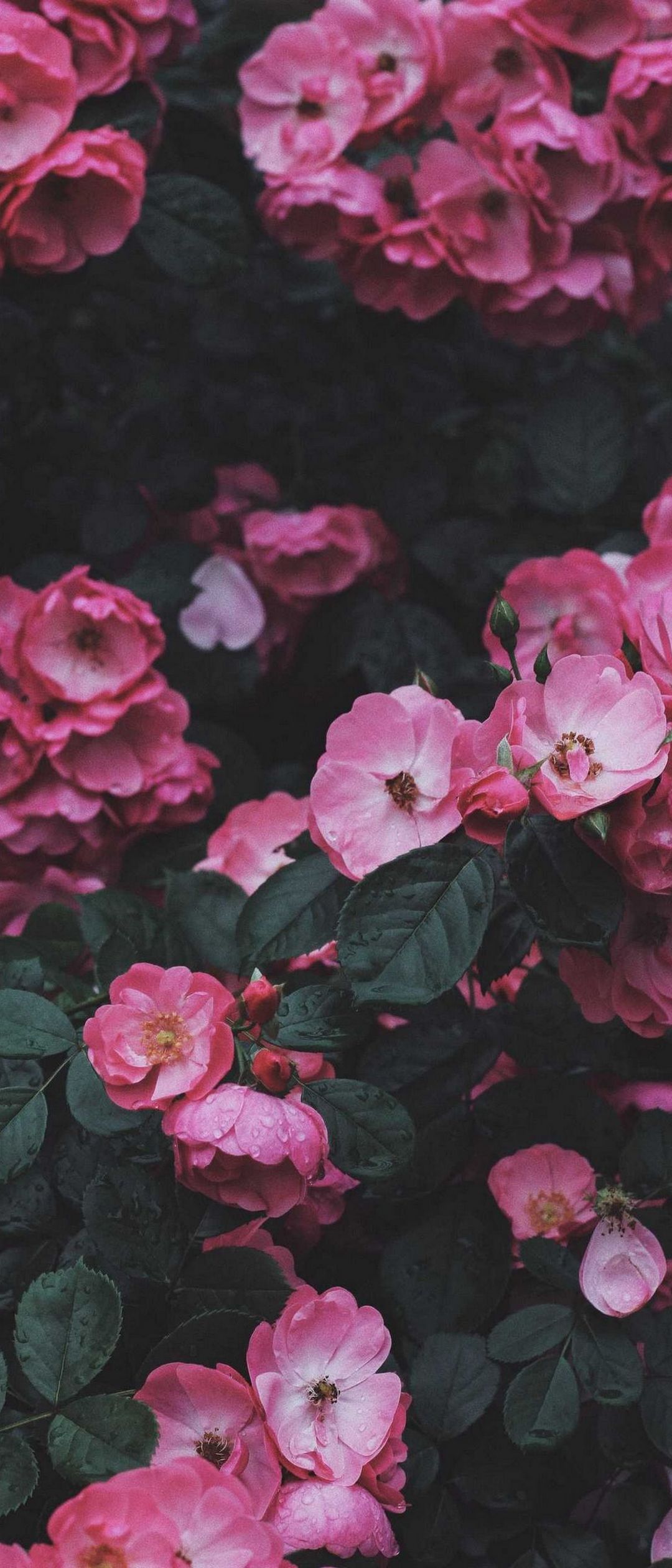 綺麗なピンクの花と濃い緑の葉 Xperia 10 Iii Androidスマホ壁紙 待ち受け スマラン