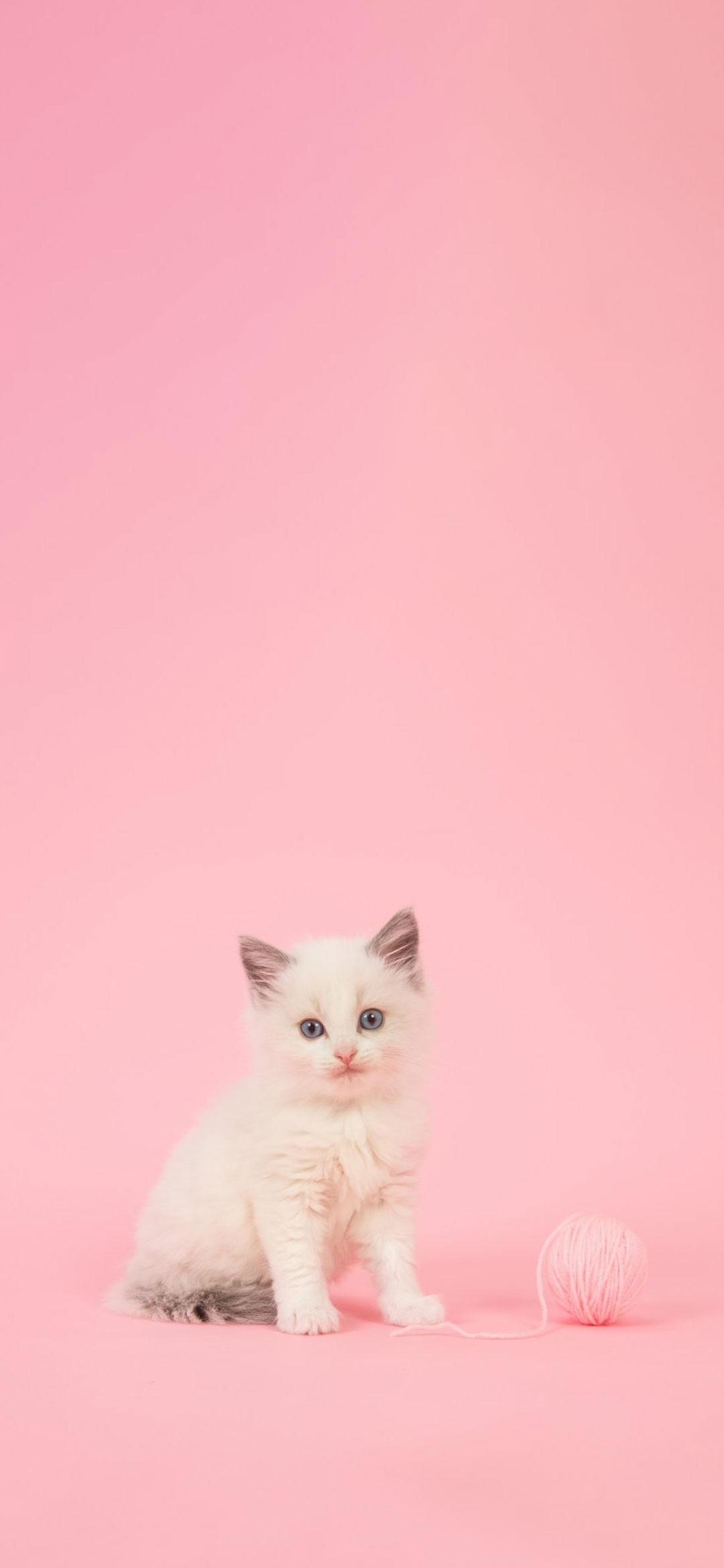 白い猫とピンクの毛糸 Iphone 12 Mini 壁紙 待ち受け スマラン