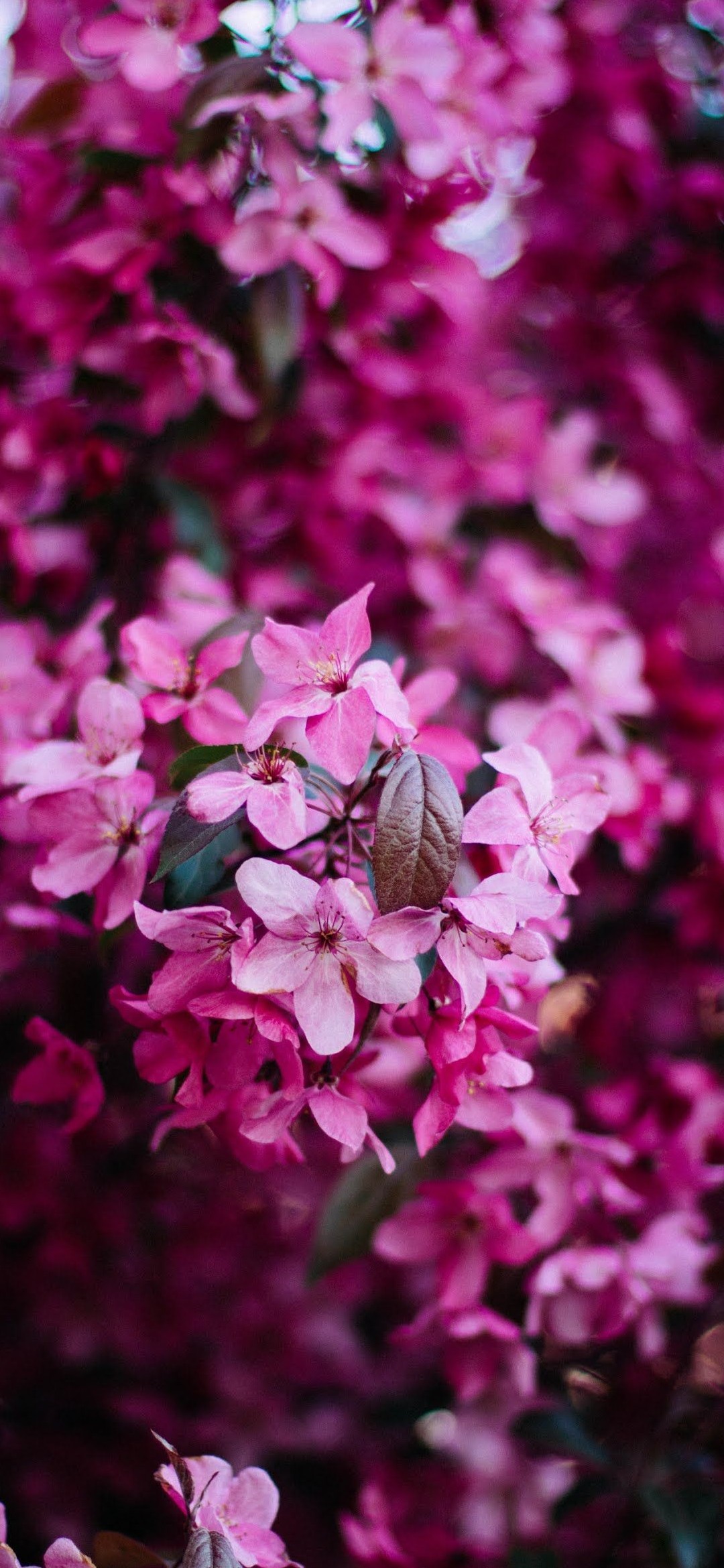 小さい綺麗なピンクの花 Iphone 12 Mini 壁紙 待ち受け Sumaran