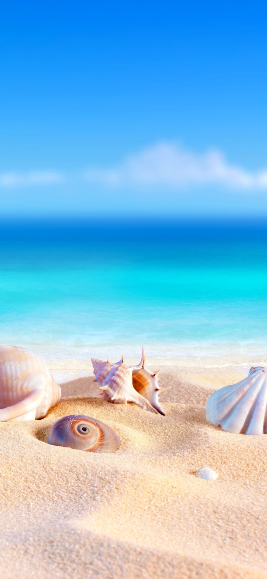 浜辺にある綺麗な貝殻と夏の海 Iphone 12 Mini 壁紙 待ち受け Sumaran