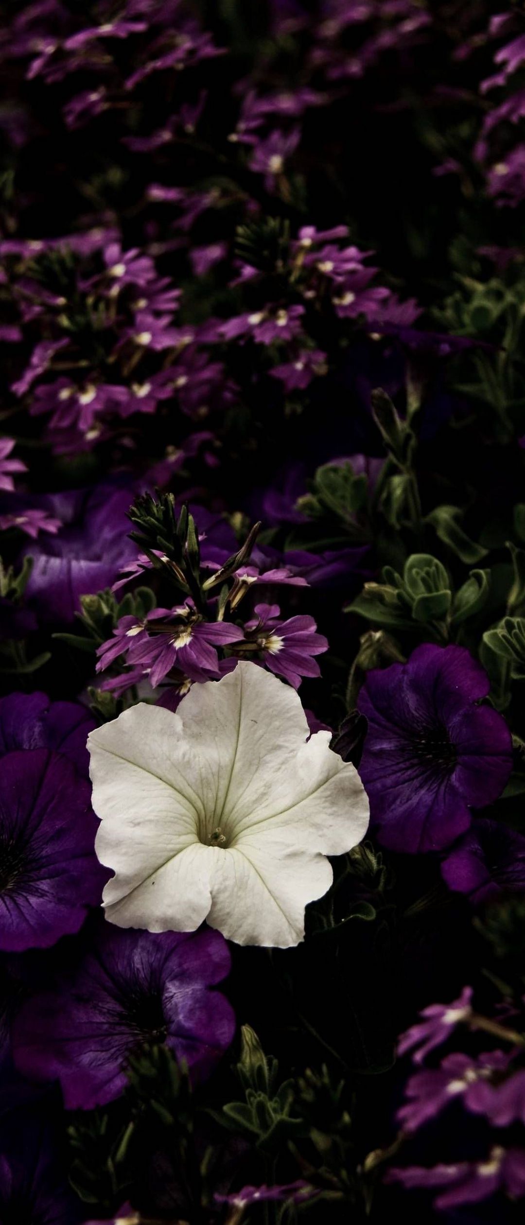 白と紫の花 Xperia 10 Iii Androidスマホ壁紙 待ち受け スマラン
