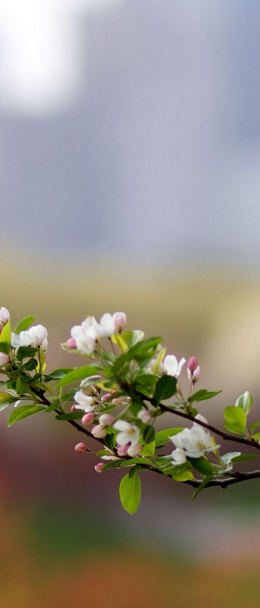 可愛い白とピンクの花 Xperia 8 Lite Androidスマホ壁紙 待ち受け スマラン