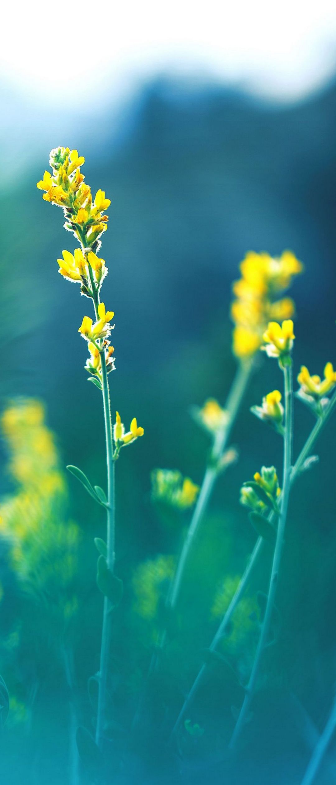開花しそうな黄色の花 Xperia 8 Lite Androidスマホ壁紙 待ち受け スマラン