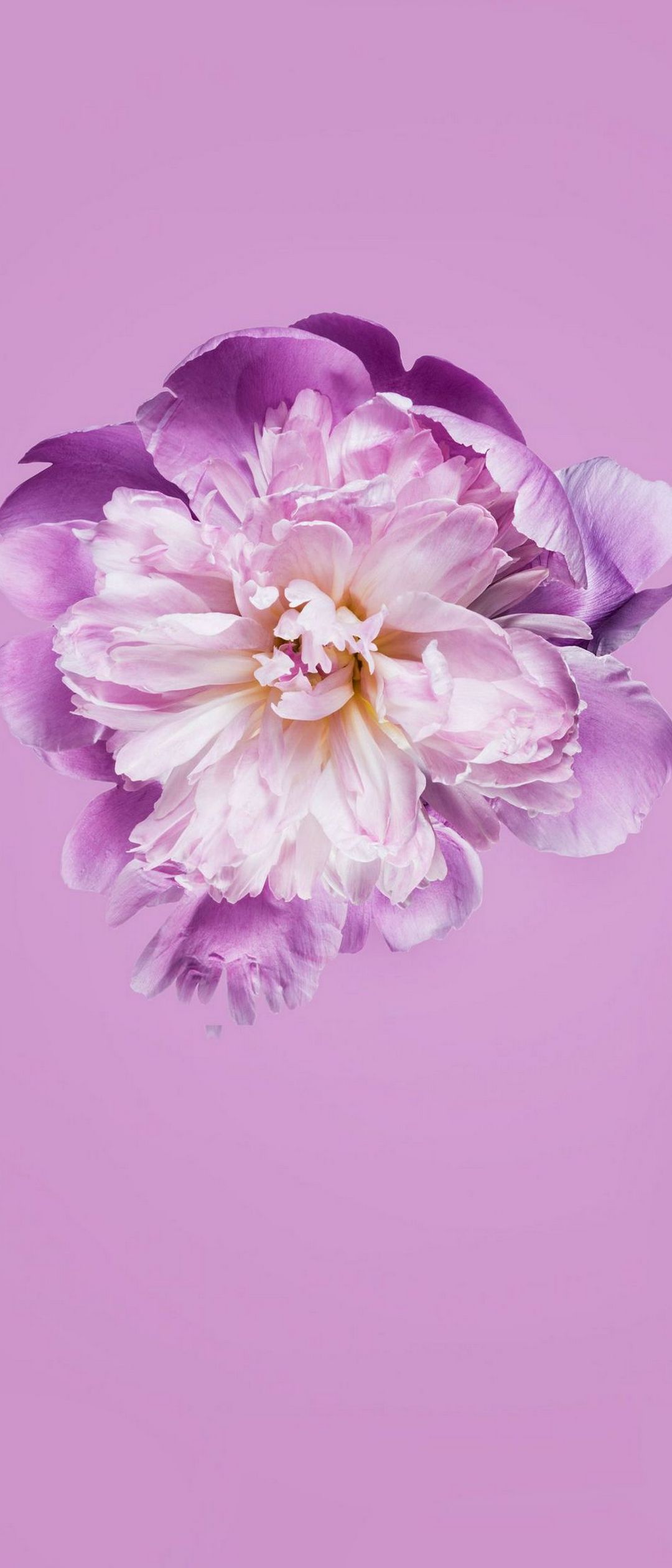 紫と白の花 Xperia 10 Ii Androidスマホ壁紙 待ち受け スマラン