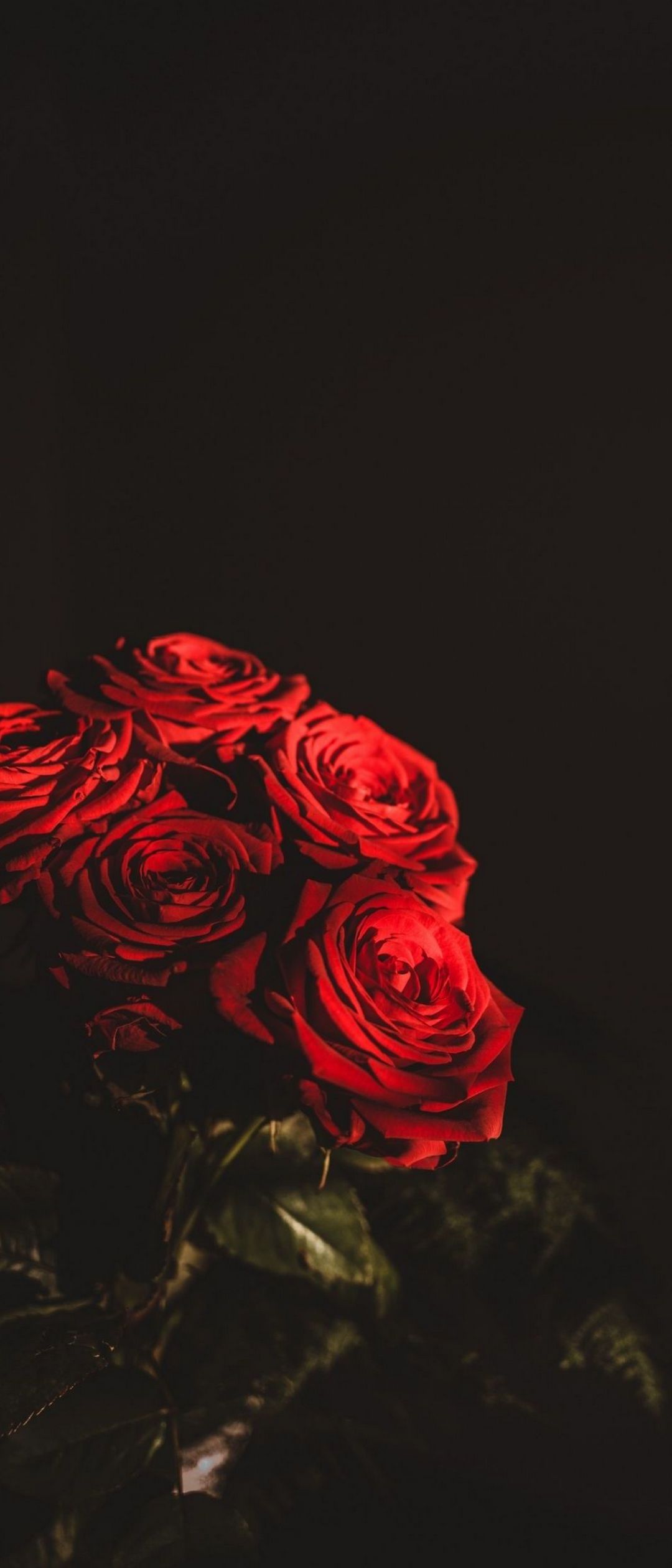 暗がりの中の赤い薔薇 Xperia 8 Lite 壁紙 待ち受け スマラン