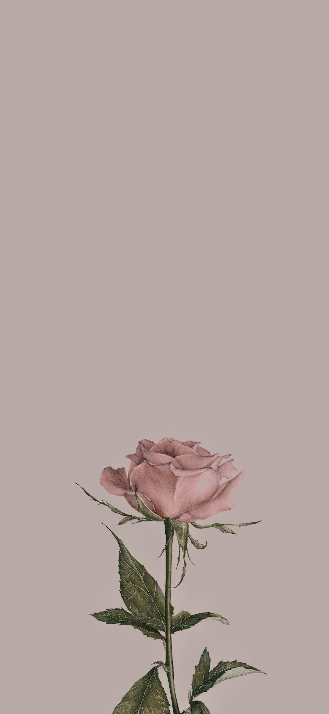 淡いピンクの薔薇 ビンテージ Iphone 12 Mini 壁紙 待ち受け スマラン