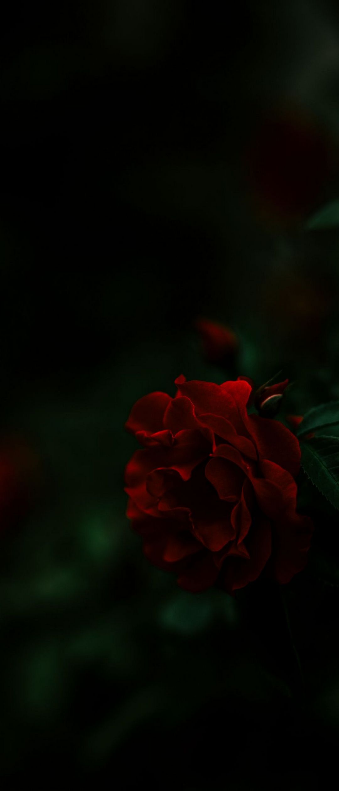 綺麗な赤い花 薔薇 Xperia 8 Androidスマホ壁紙 待ち受け スマラン