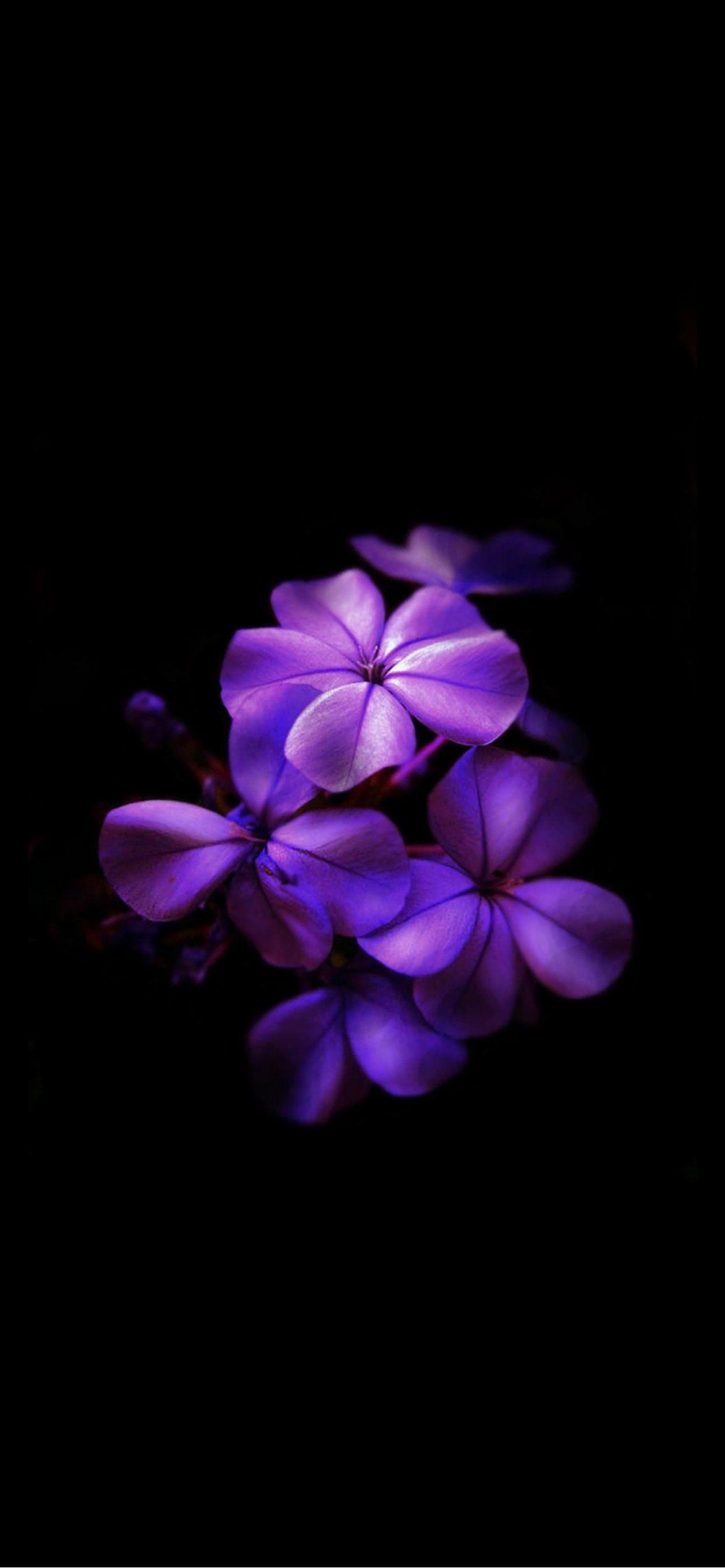 綺麗な紫のグラデーションの花 Iphone 12 Pro 壁紙 待ち受け Sumaran