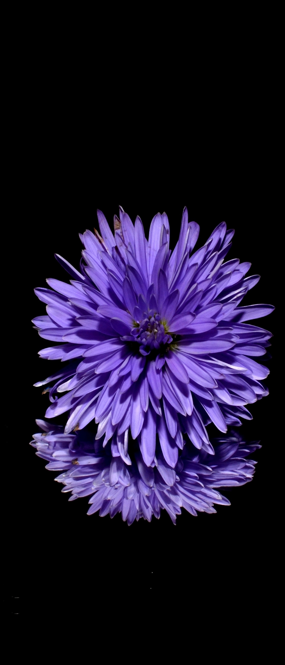 花びらの多い紫の花 Xperia 8 Lite Androidスマホ壁紙 待ち受け スマラン