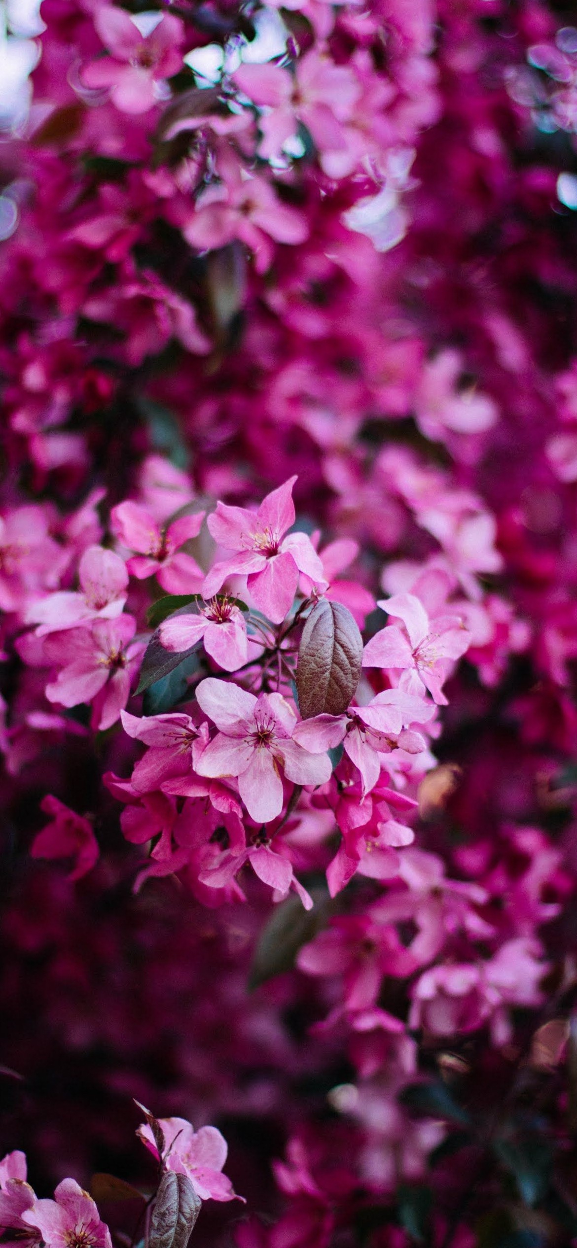 小さい綺麗なピンクの花 Iphone 12 Pro スマホ壁紙 待ち受け スマラン