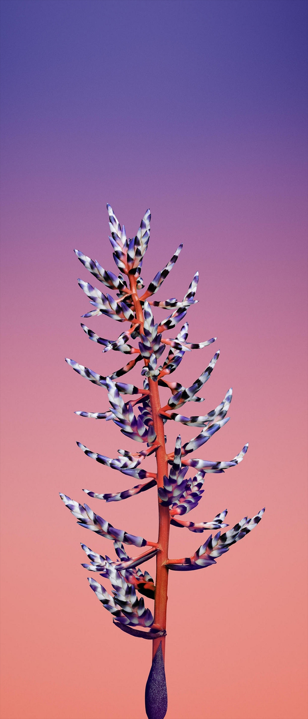 紫と白の草花 Xperia 5 Androidスマホ壁紙 待ち受け スマラン