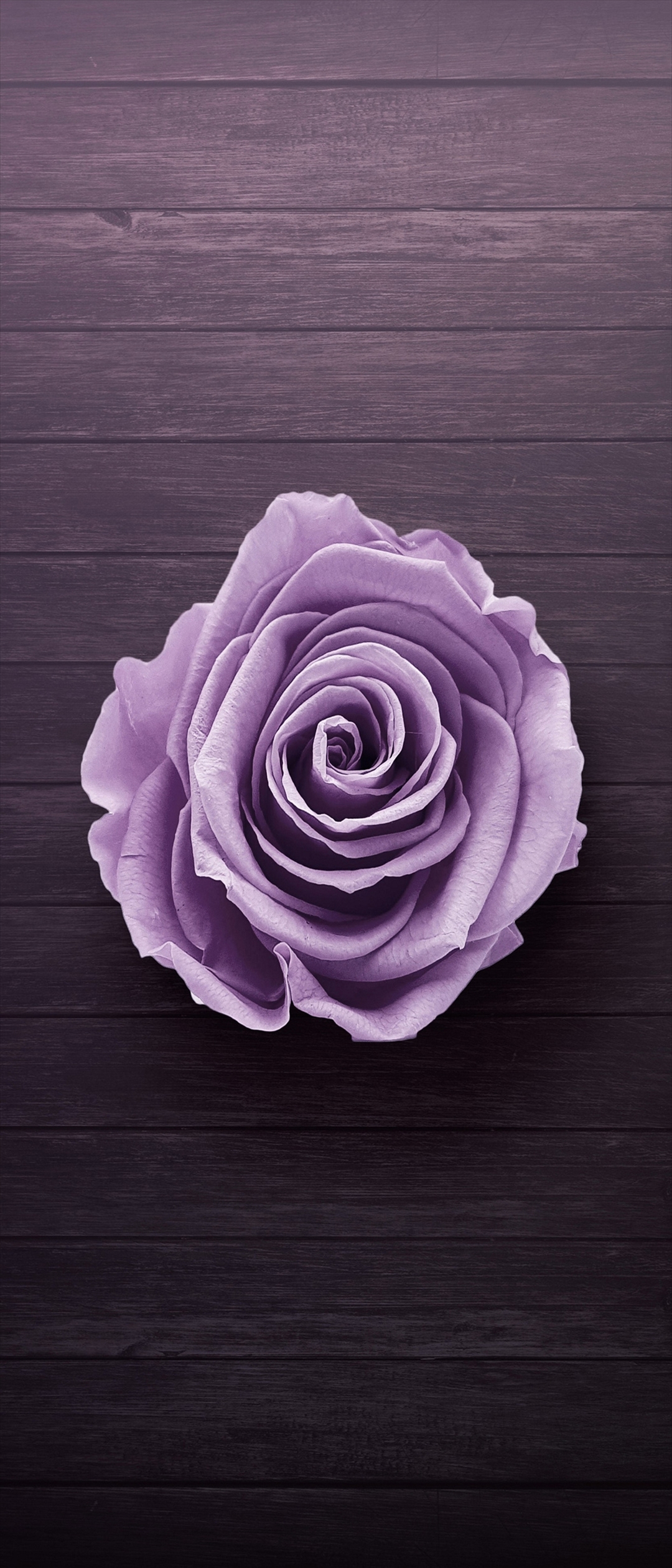 木の机 薄い紫の薔薇 Moto G100 Androidスマホ壁紙 待ち受け スマラン