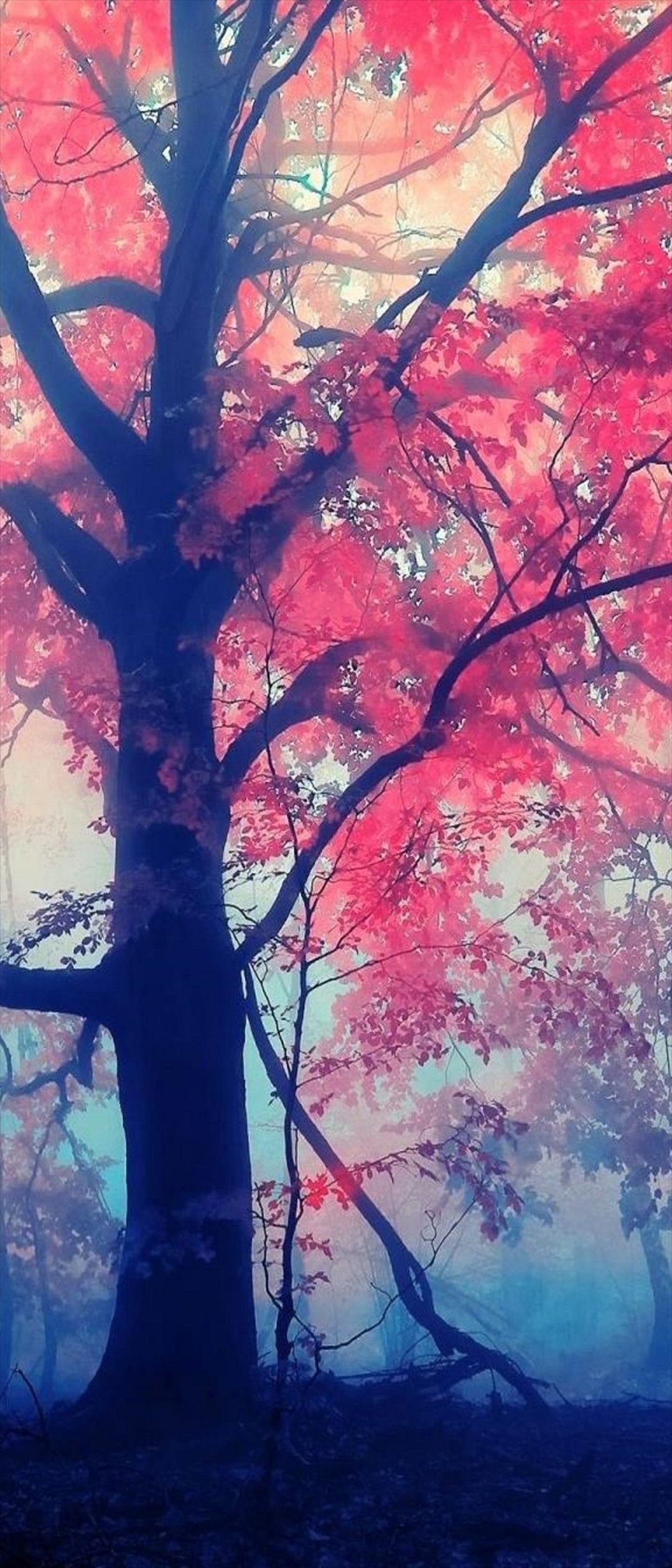 幻想的な紅葉の森 Xperia 10 Ii 壁紙 待ち受け スマラン