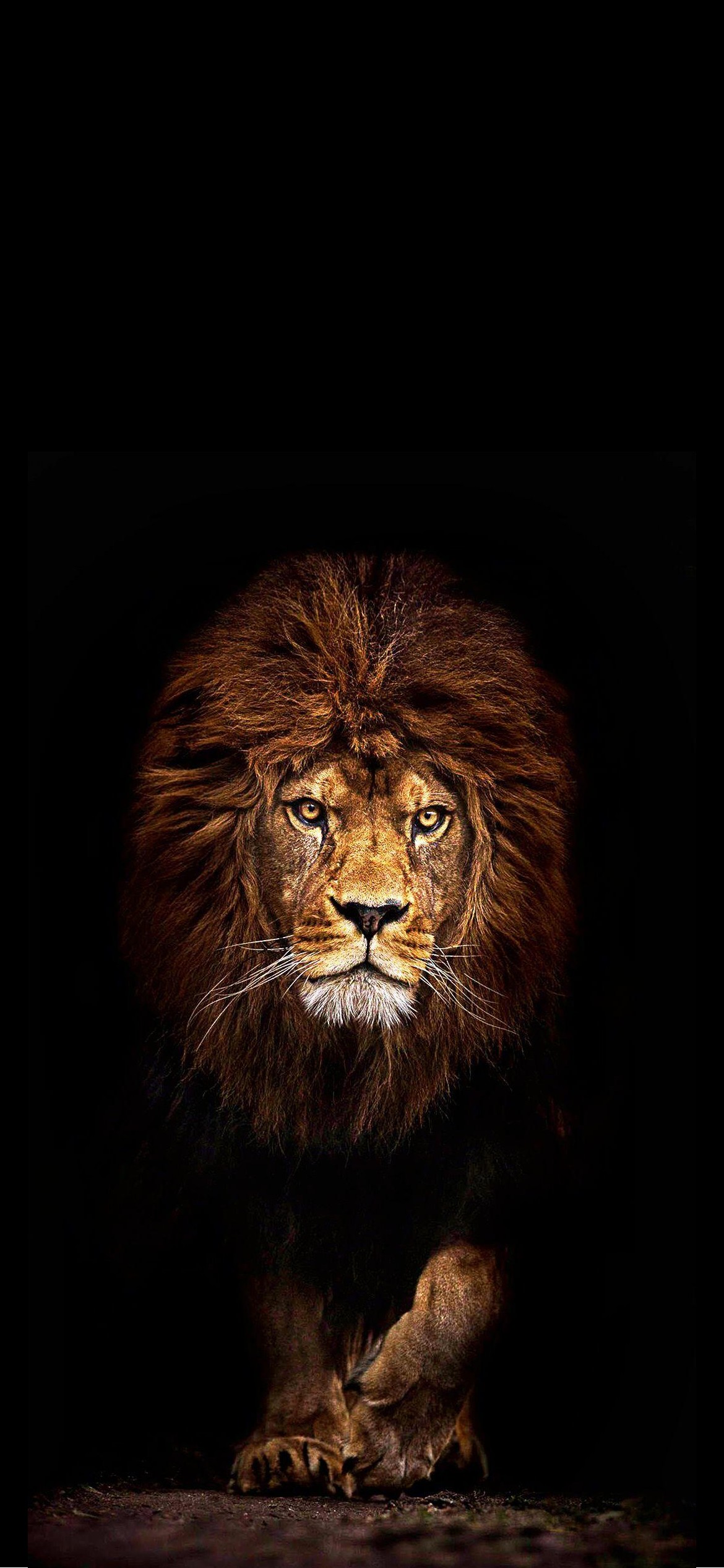 百獣の王 かっこいいライオン Iphone 12 Pro 壁紙 待ち受け スマラン