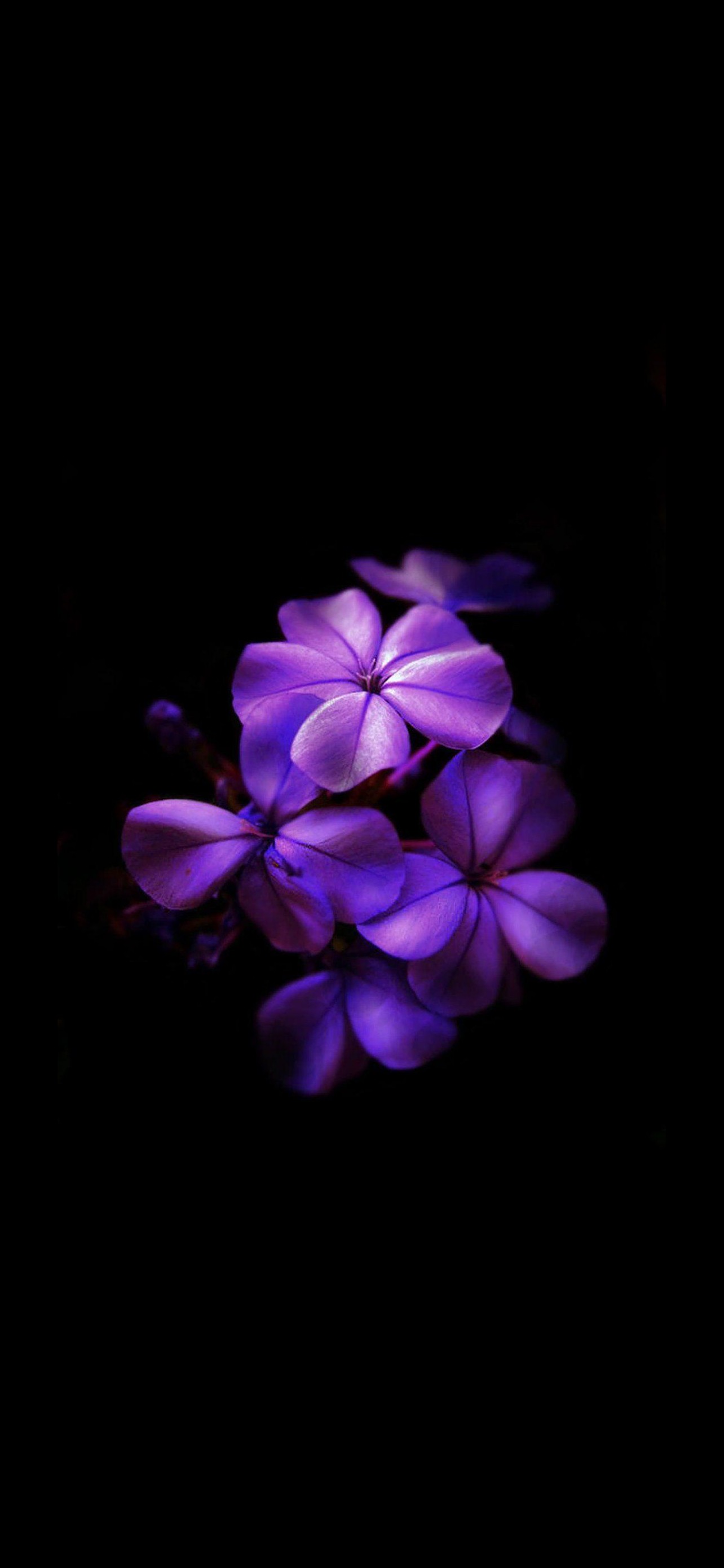 綺麗な紫のグラデーションの花 Iphone 12 Pro Max スマホ壁紙 待ち受け スマラン