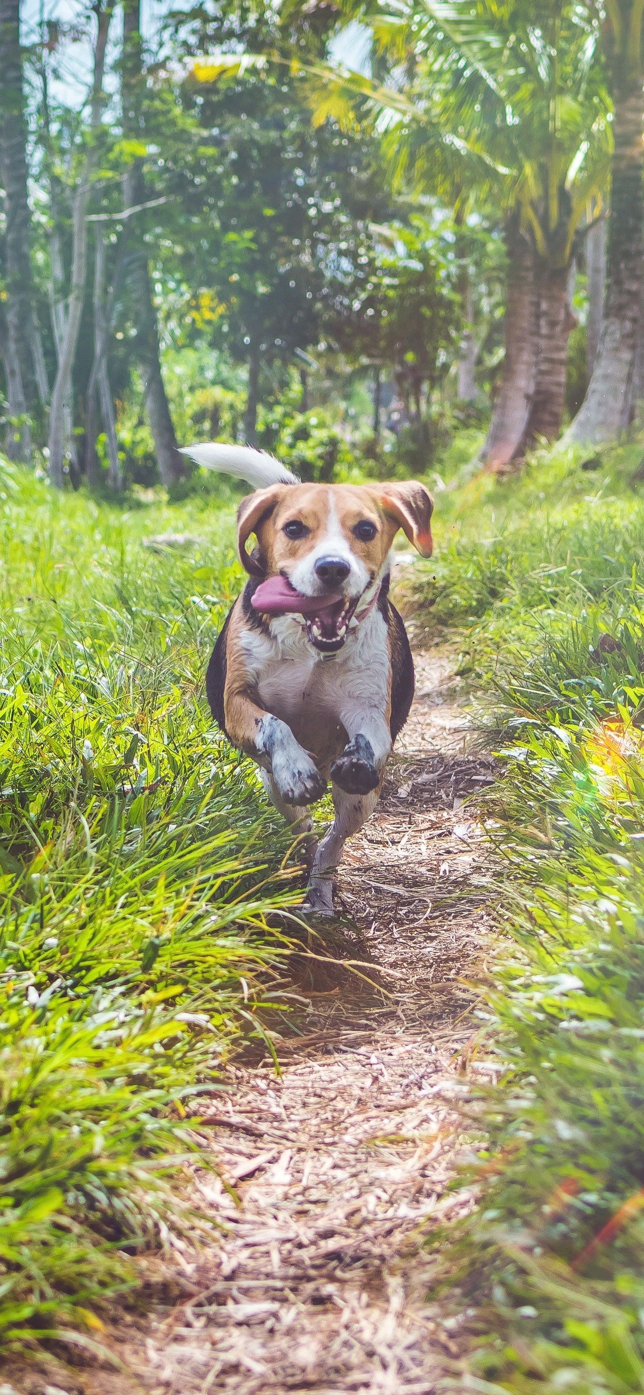 ベロを出して走る犬 Iphone 12 Pro Max 壁紙 待ち受け スマラン