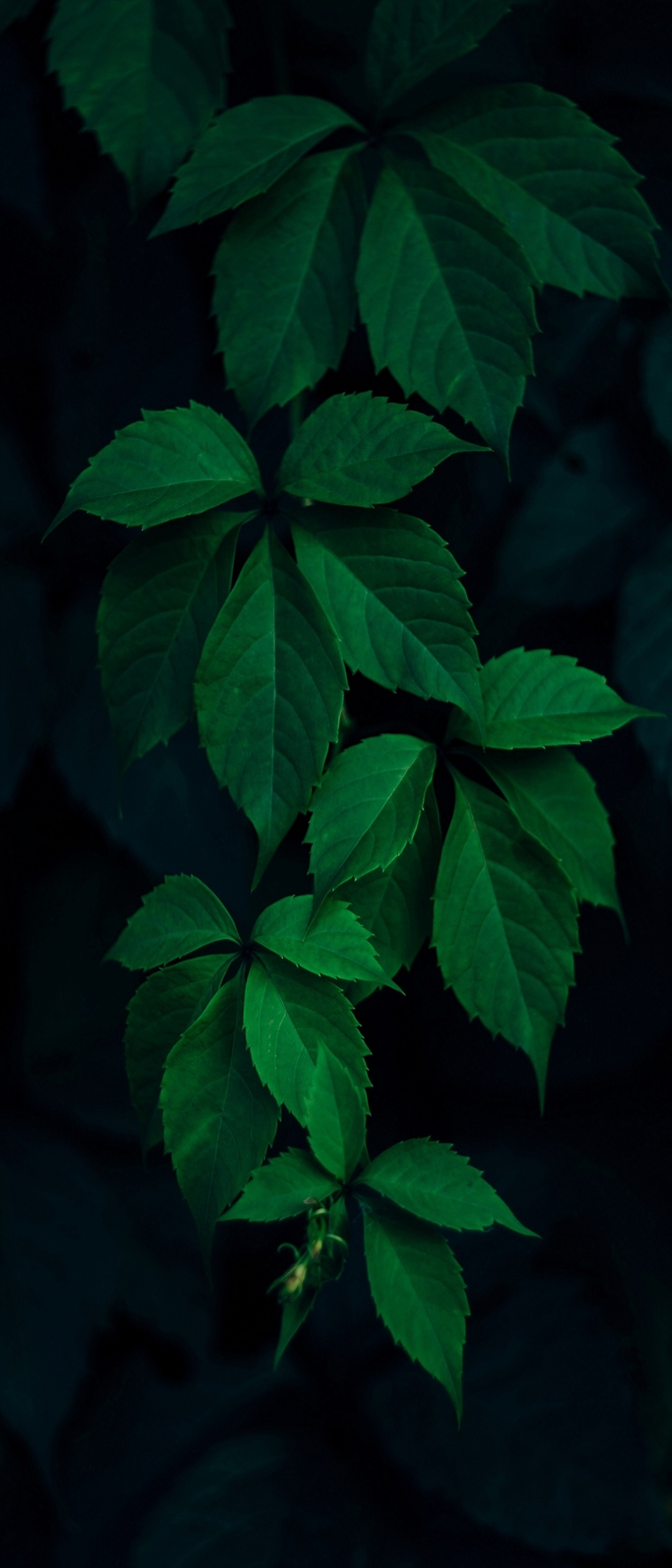 綺麗な濃い緑の葉 Xperia 8 壁紙 待ち受け スマラン