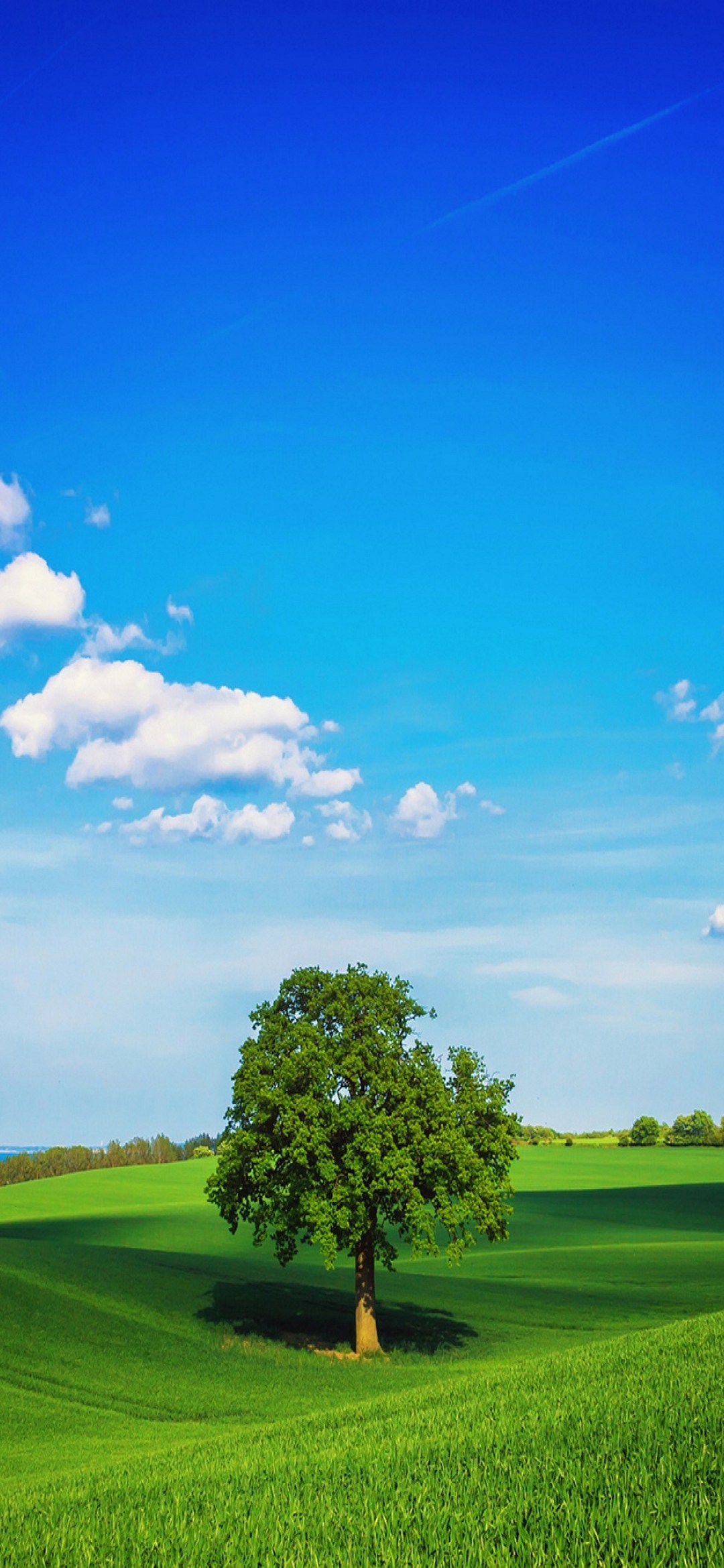 夏空 大自然 青い空と草原 大きな木 Iphone 13 Mini 壁紙 待ち受け スマラン