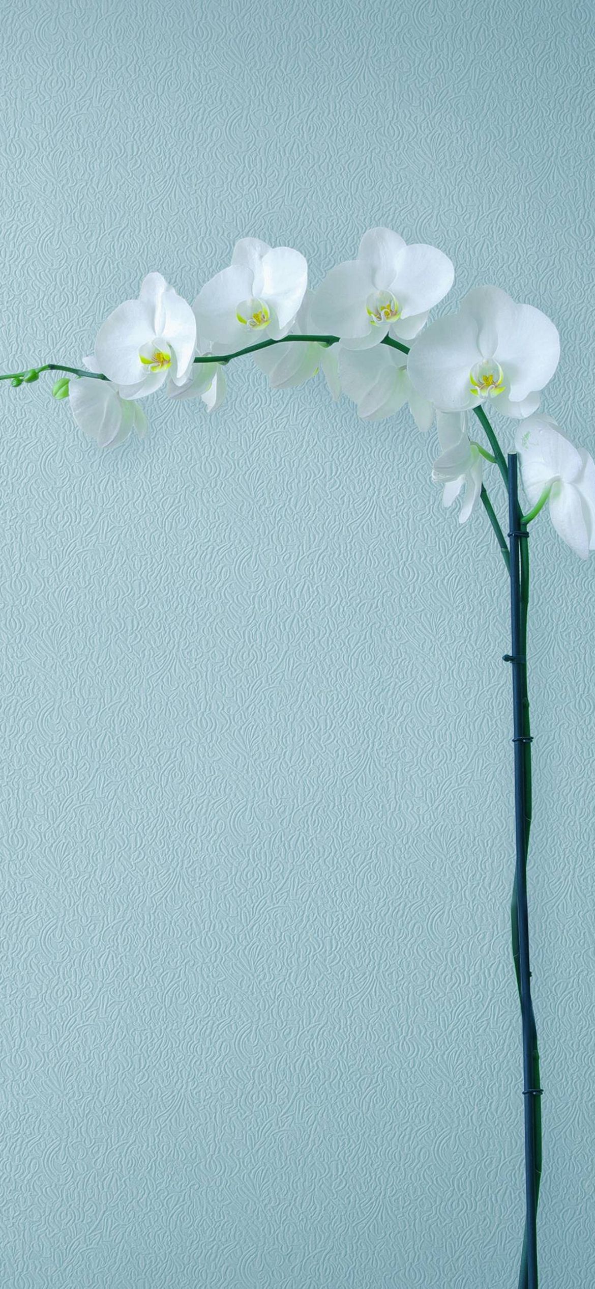 壁と綺麗な白い花 Iphone 13 Pro 壁紙 待ち受け スマラン