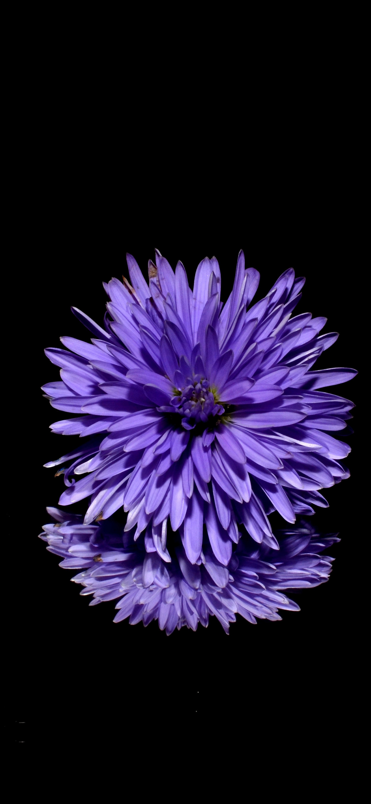 花弁の多い薄紫の花 Iphone 13 Pro Max 壁紙 待ち受け スマラン