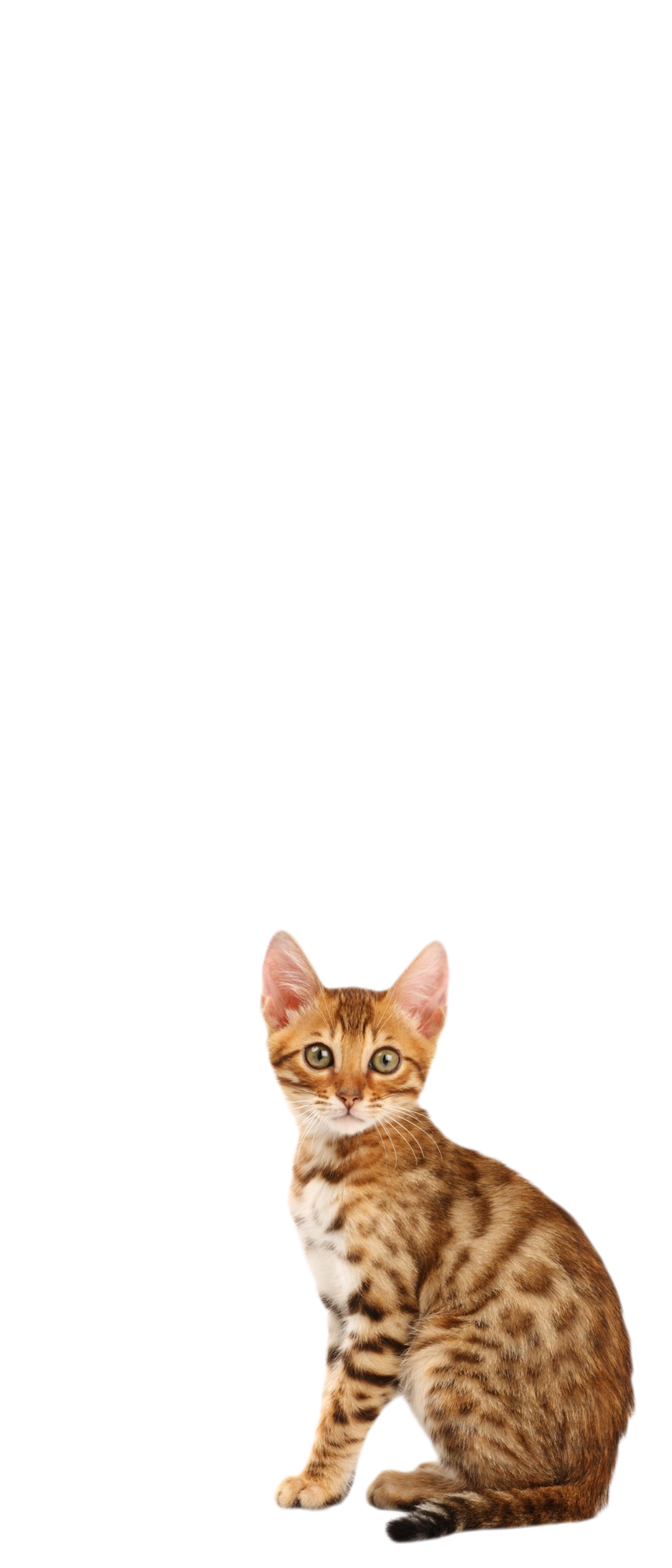 アビシニアン 猫 Xperia 8 Lite スマホ壁紙 待ち受け スマラン