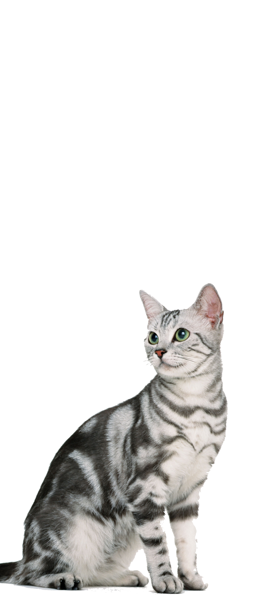 アメリカンショートヘア 猫 Mi Note 10 Lite スマホ壁紙 待ち受け スマラン