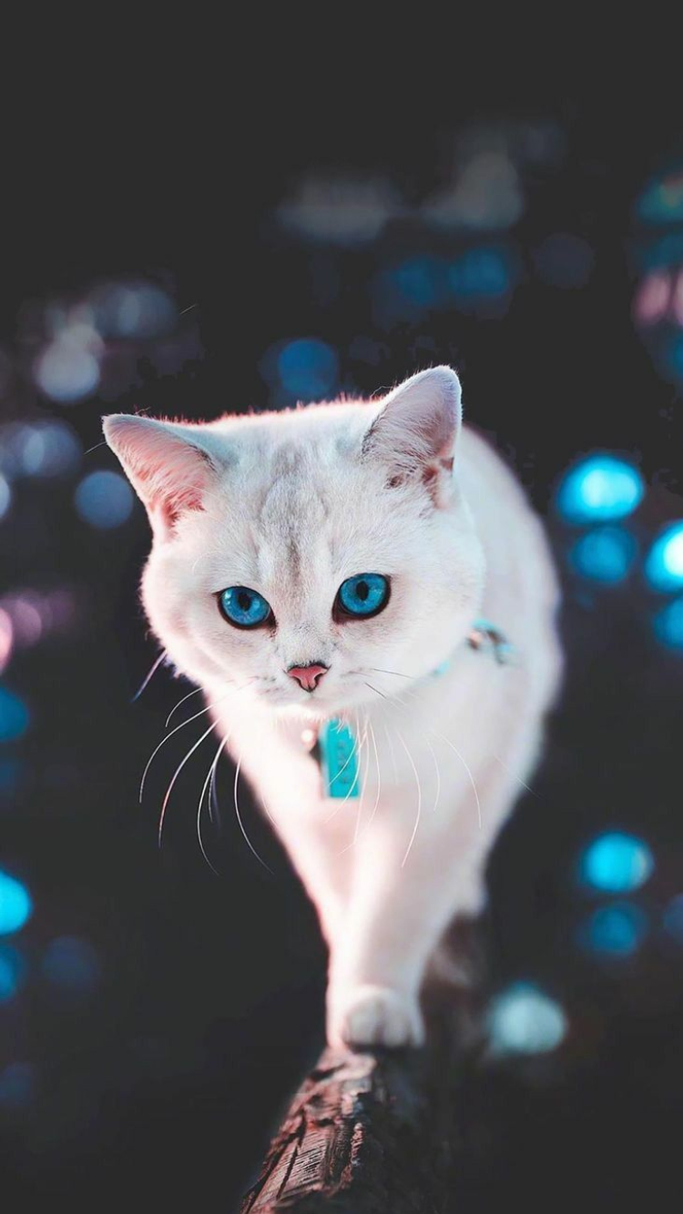 木の上を歩く青い目の白い猫 Iphone Se 第2世代 壁紙 待ち受け スマラン