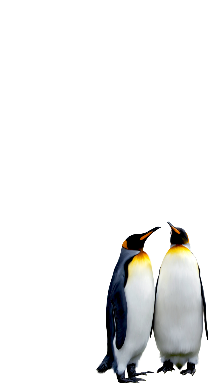 ペンギンの夫婦 Iphone Se 第2世代 壁紙 待ち受け スマラン