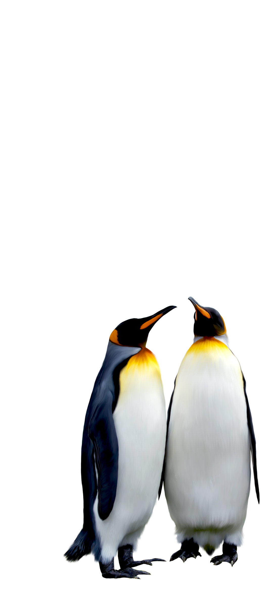 ペンギンの夫婦 Google Pixel 5 壁紙 待ち受け スマラン